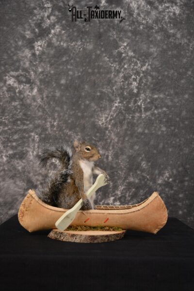 Gray Squirrel in a canoe Novelty Taxidermy Mount for sale SKU 1491