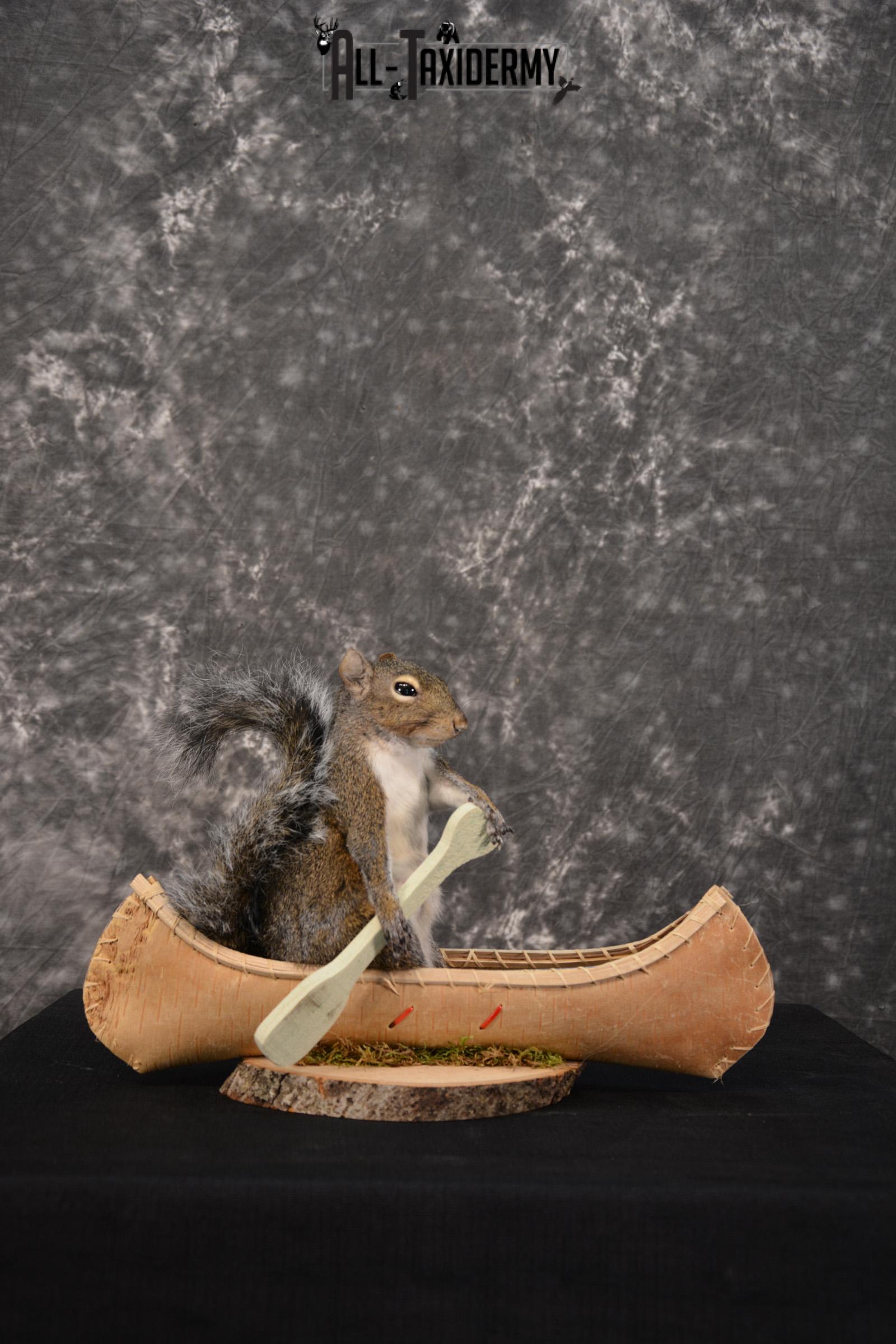 Gray Squirrel in a canoe Novelty Taxidermy Mount for sale SKU 1491