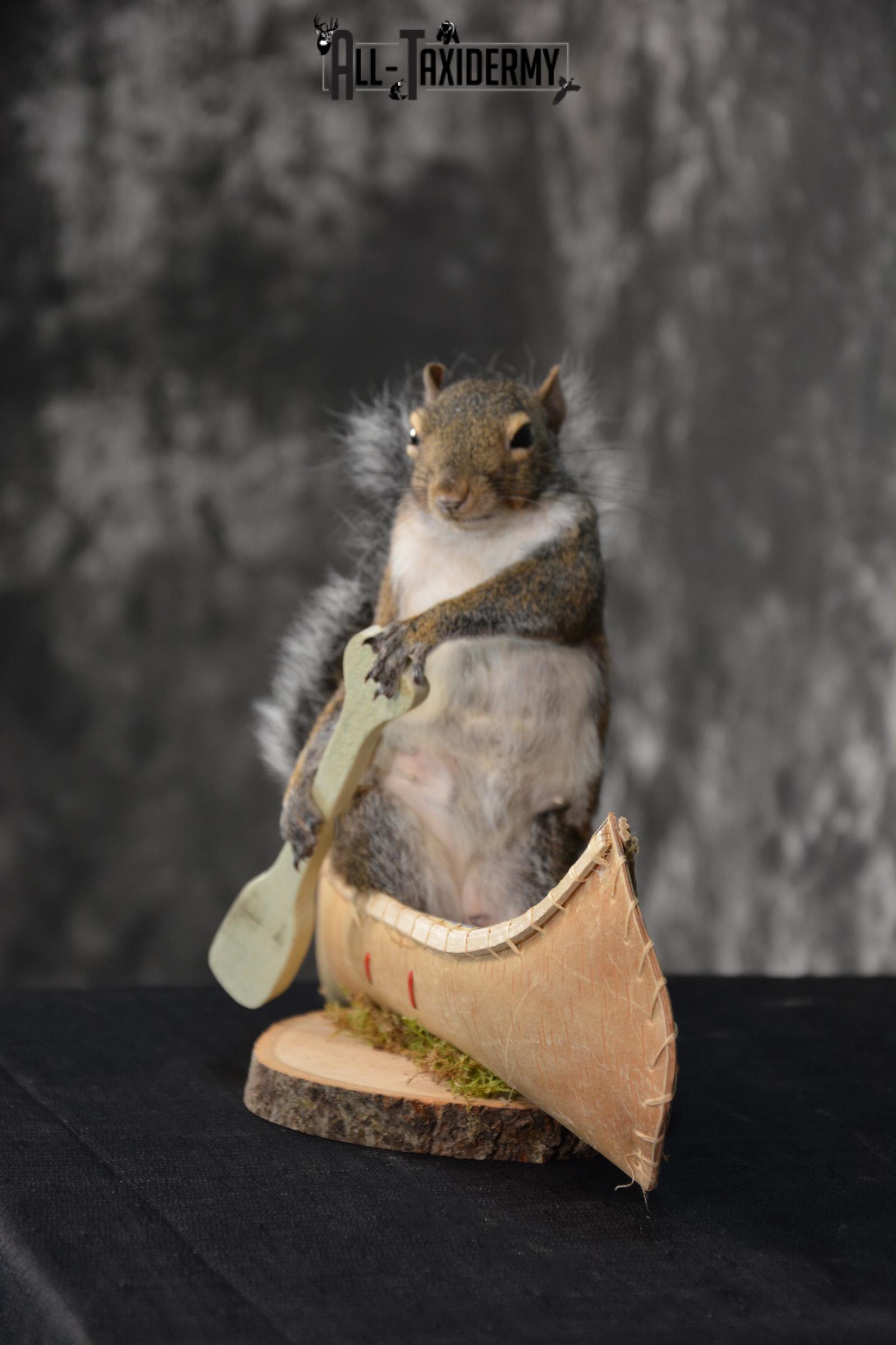 Gray Squirrel in a canoe Novelty Taxidermy Mount for sale SKU 1491 - Image 5