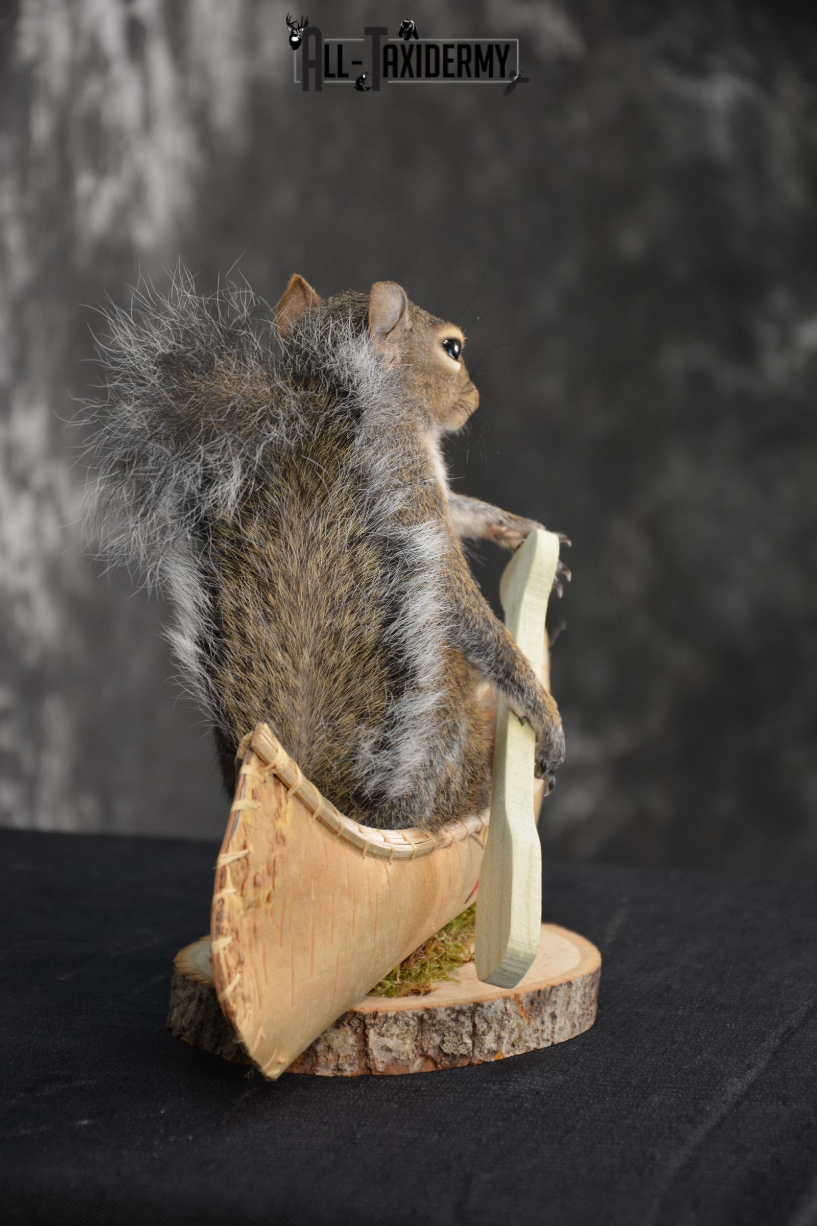 Gray Squirrel in a canoe Novelty Taxidermy Mount for sale SKU 1491 - Image 3