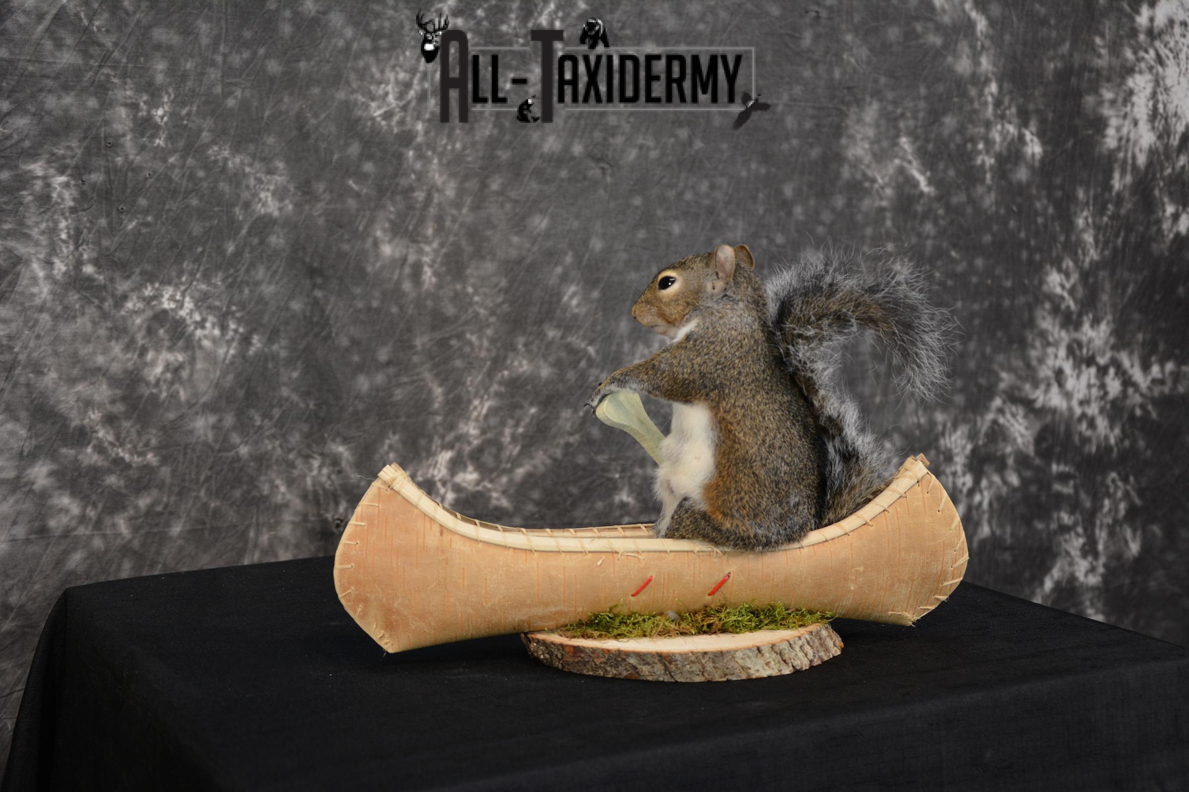 Gray Squirrel in a canoe Novelty Taxidermy Mount for sale SKU 1491 - Image 2
