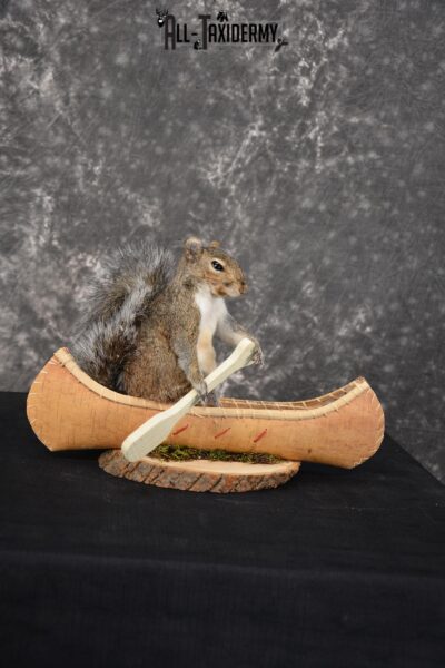 Gray Squirrel in a canoe Novelty Taxidermy Mount for sale SKU 1493