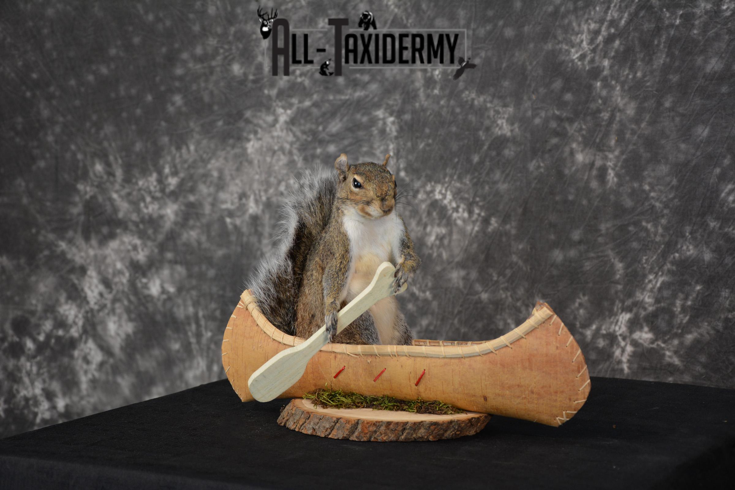 Gray Squirrel in a canoe Novelty Taxidermy Mount for sale SKU 1493 - Image 2