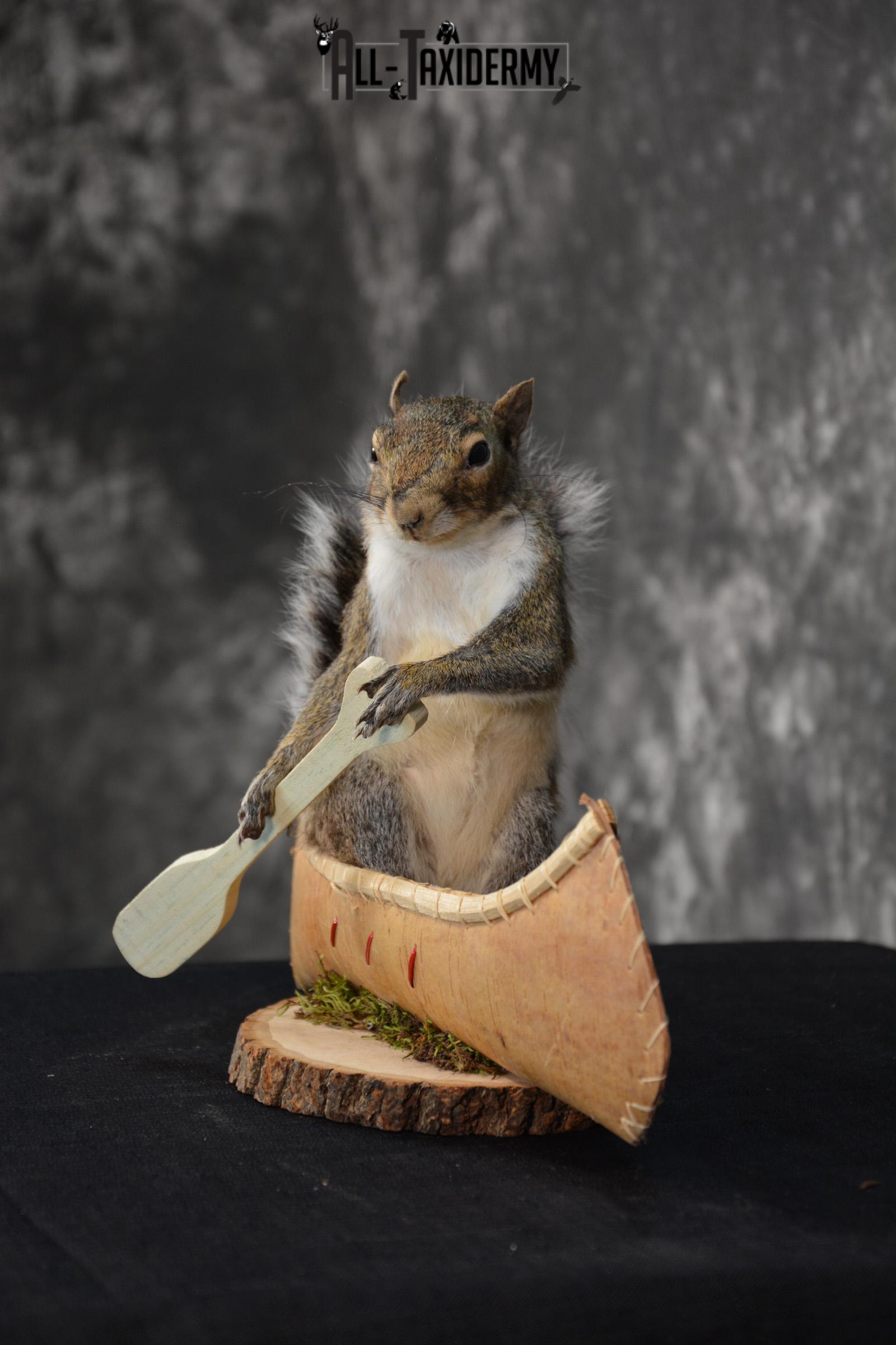 Gray Squirrel in a canoe Novelty Taxidermy Mount for sale SKU 1493 - Image 3