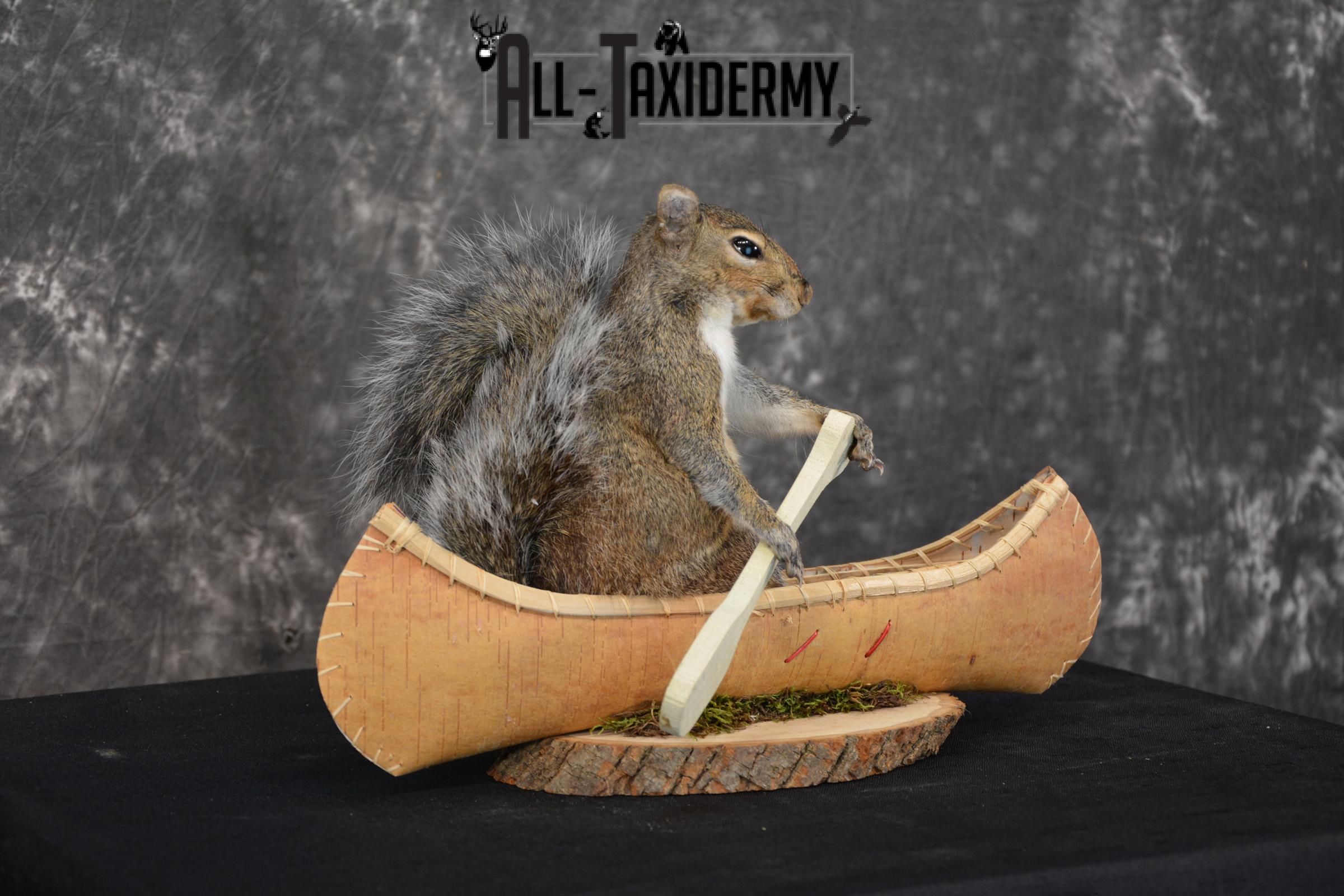 Gray Squirrel in a canoe Novelty Taxidermy Mount for sale SKU 1493 - Image 4