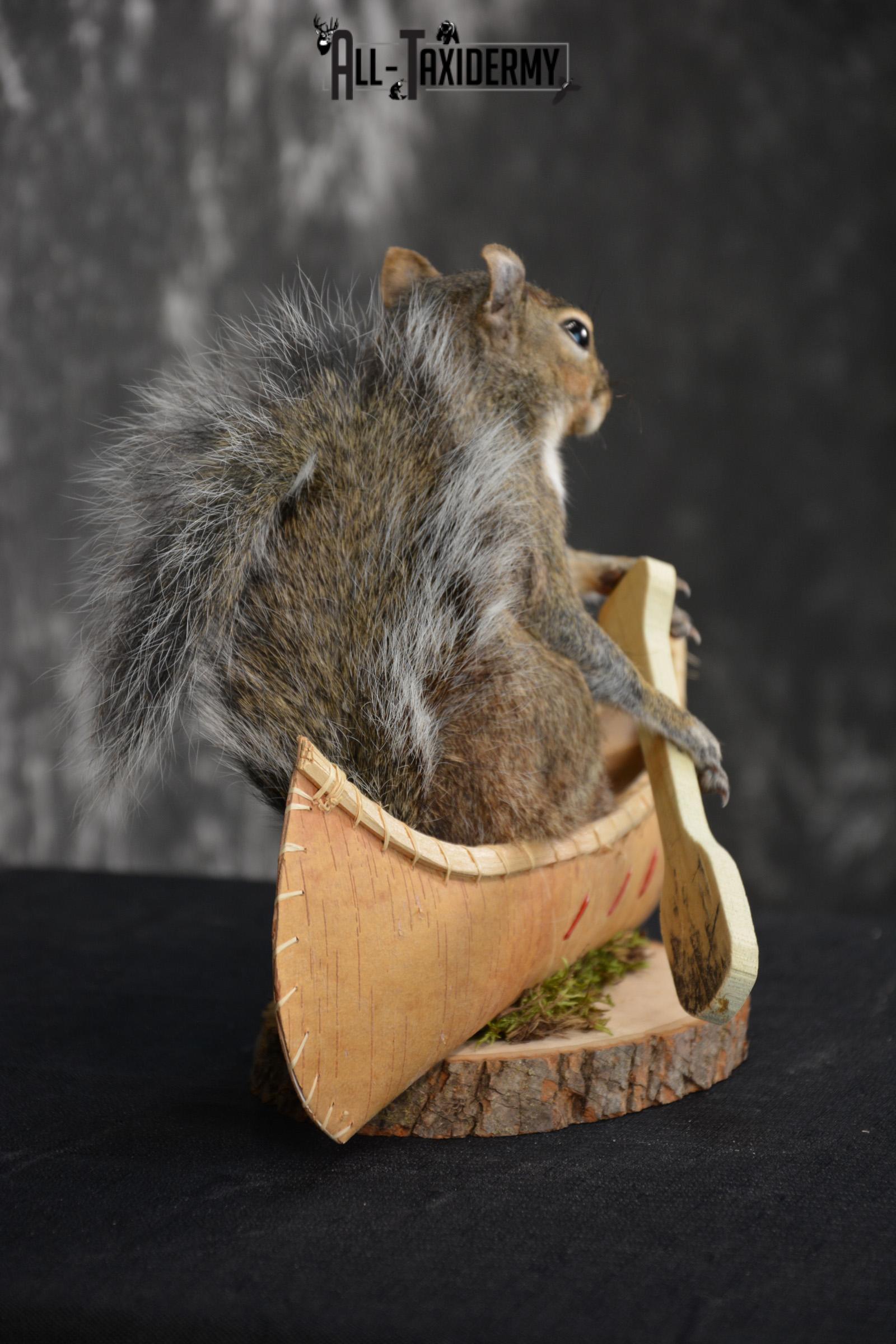 Gray Squirrel in a canoe Novelty Taxidermy Mount for sale SKU 1493 - Image 5