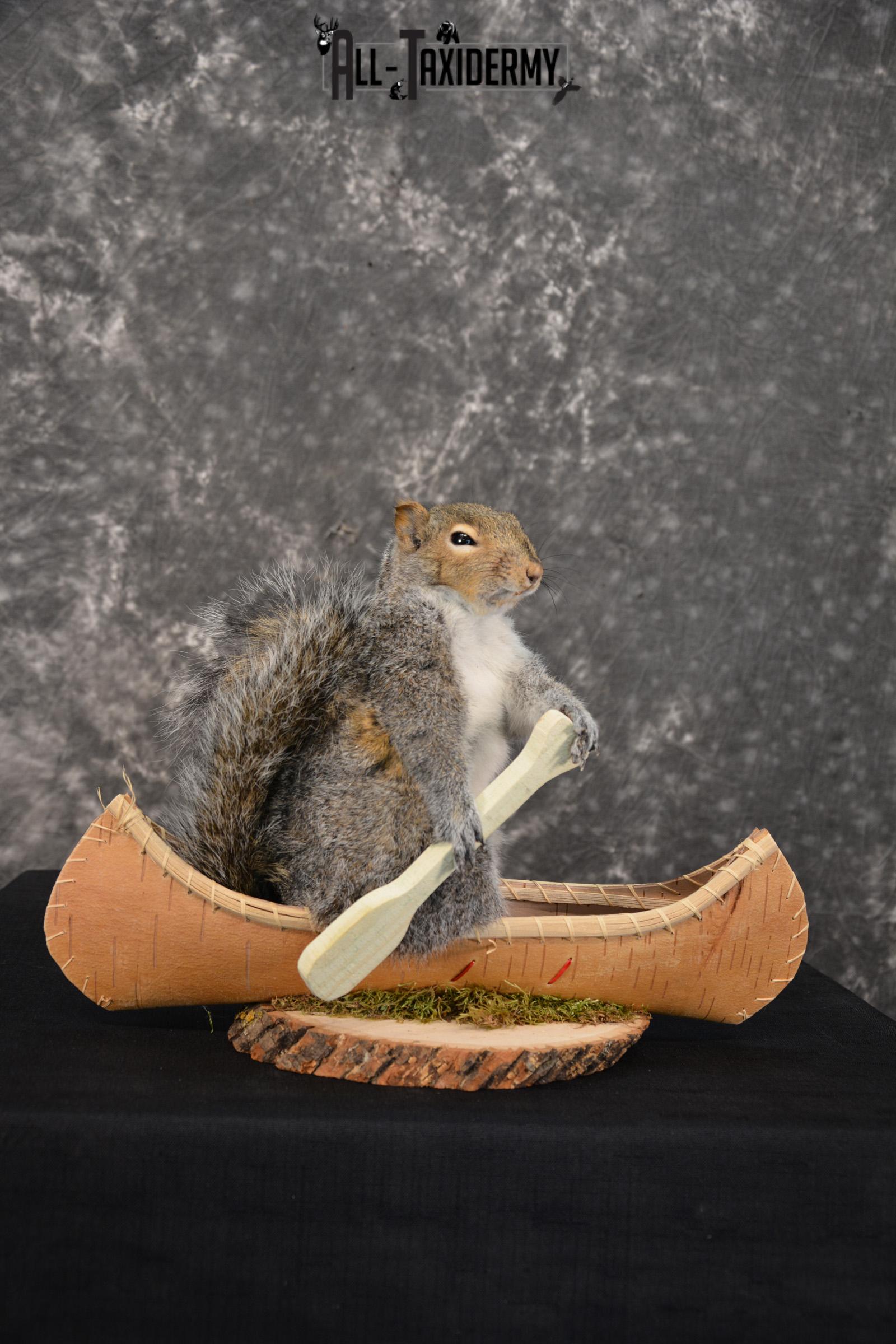 X-Large Gray Squirrel in a canoe Novelty Taxidermy Mount for sale SKU 1492