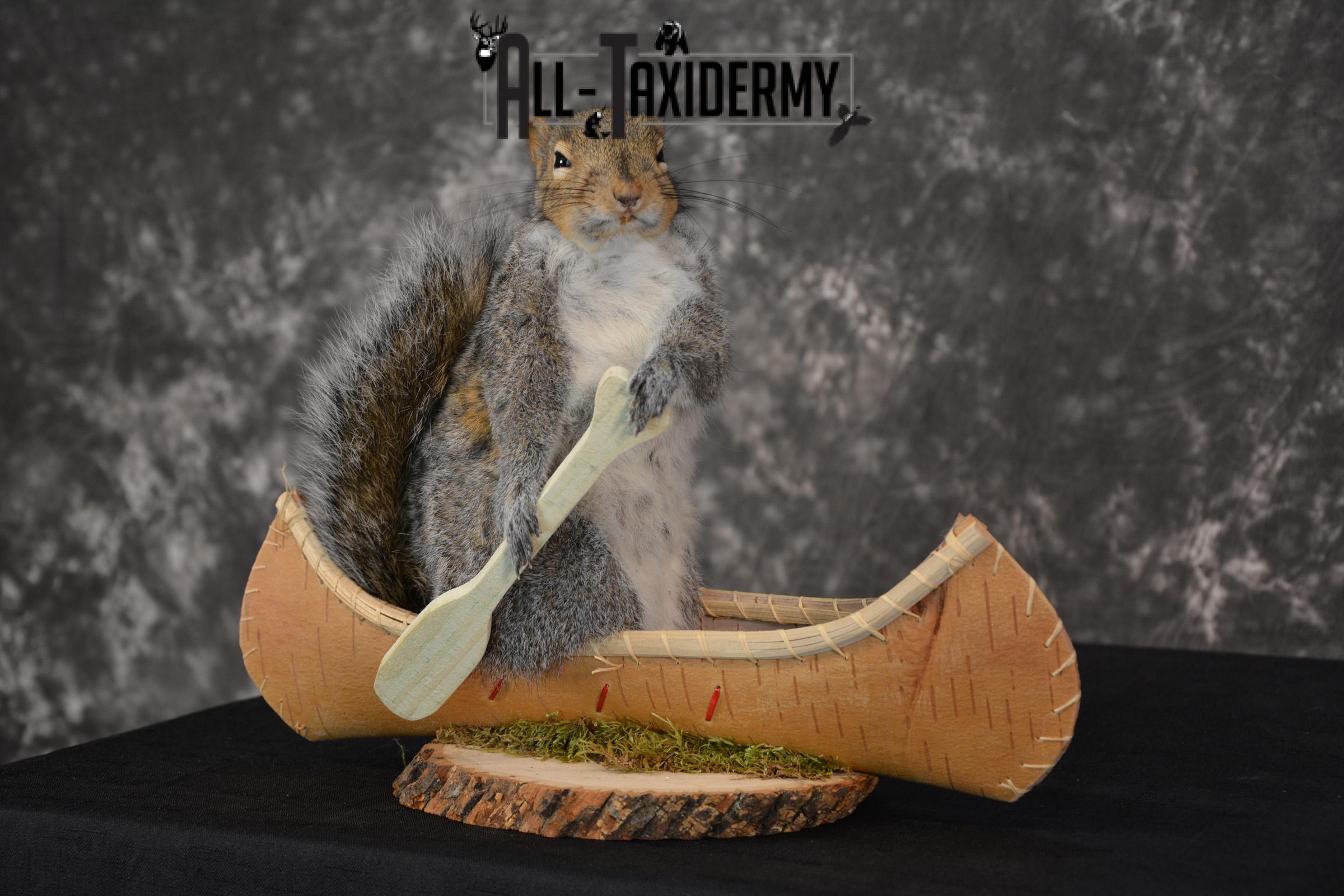 X-Large Gray Squirrel in a canoe Novelty Taxidermy Mount for sale SKU 1492 - Image 5