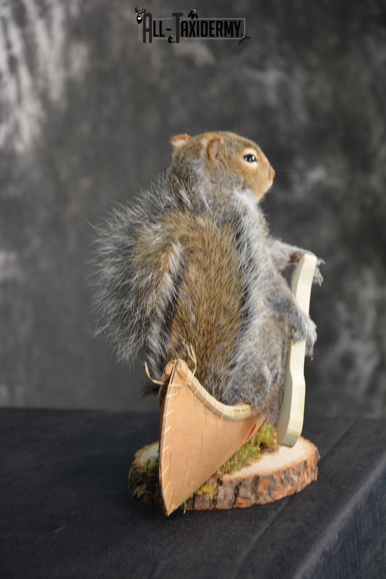 X-Large Gray Squirrel in a canoe Novelty Taxidermy Mount for sale SKU 1492 - Image 2