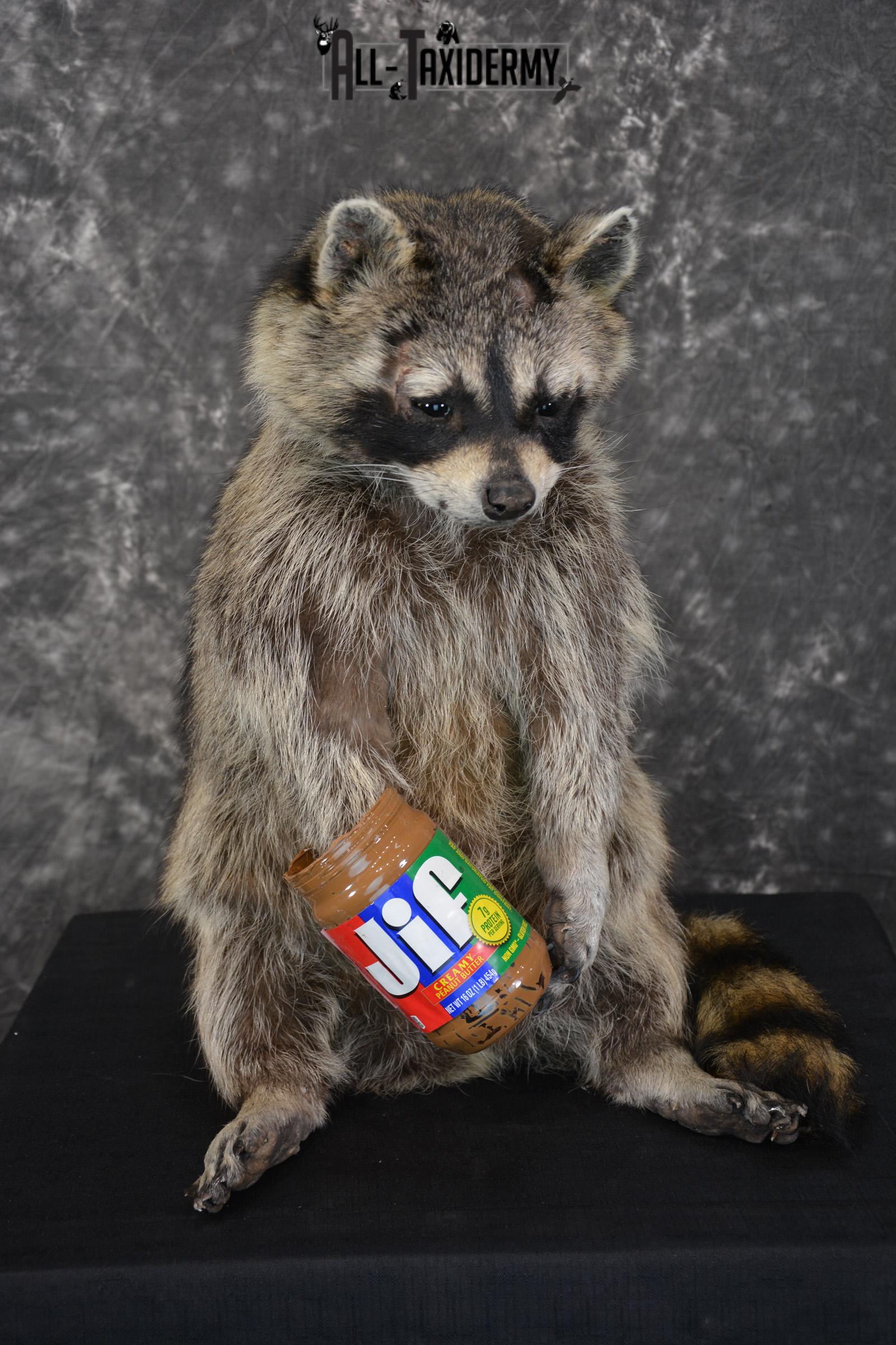 X-Large Raccoon holding peanut butter jar Novelty Taxidermy Mount for sale SKU 1490