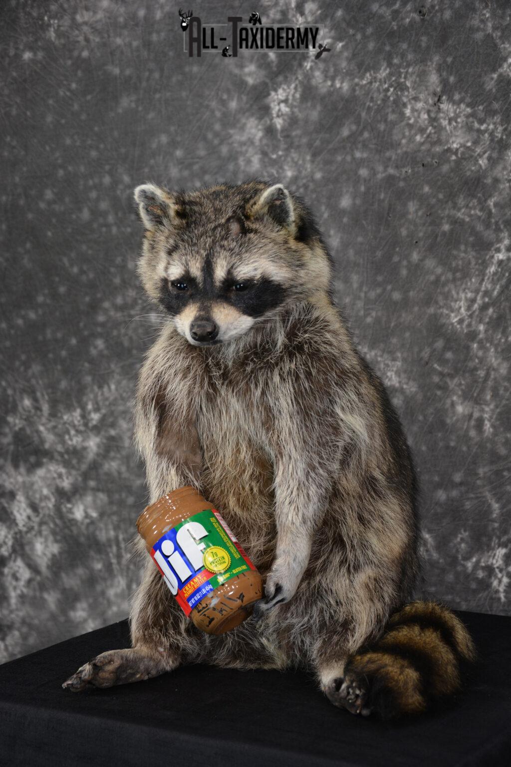 X Large Raccoon Holding Peanut Butter Jar Novelty Taxidermy Mount For