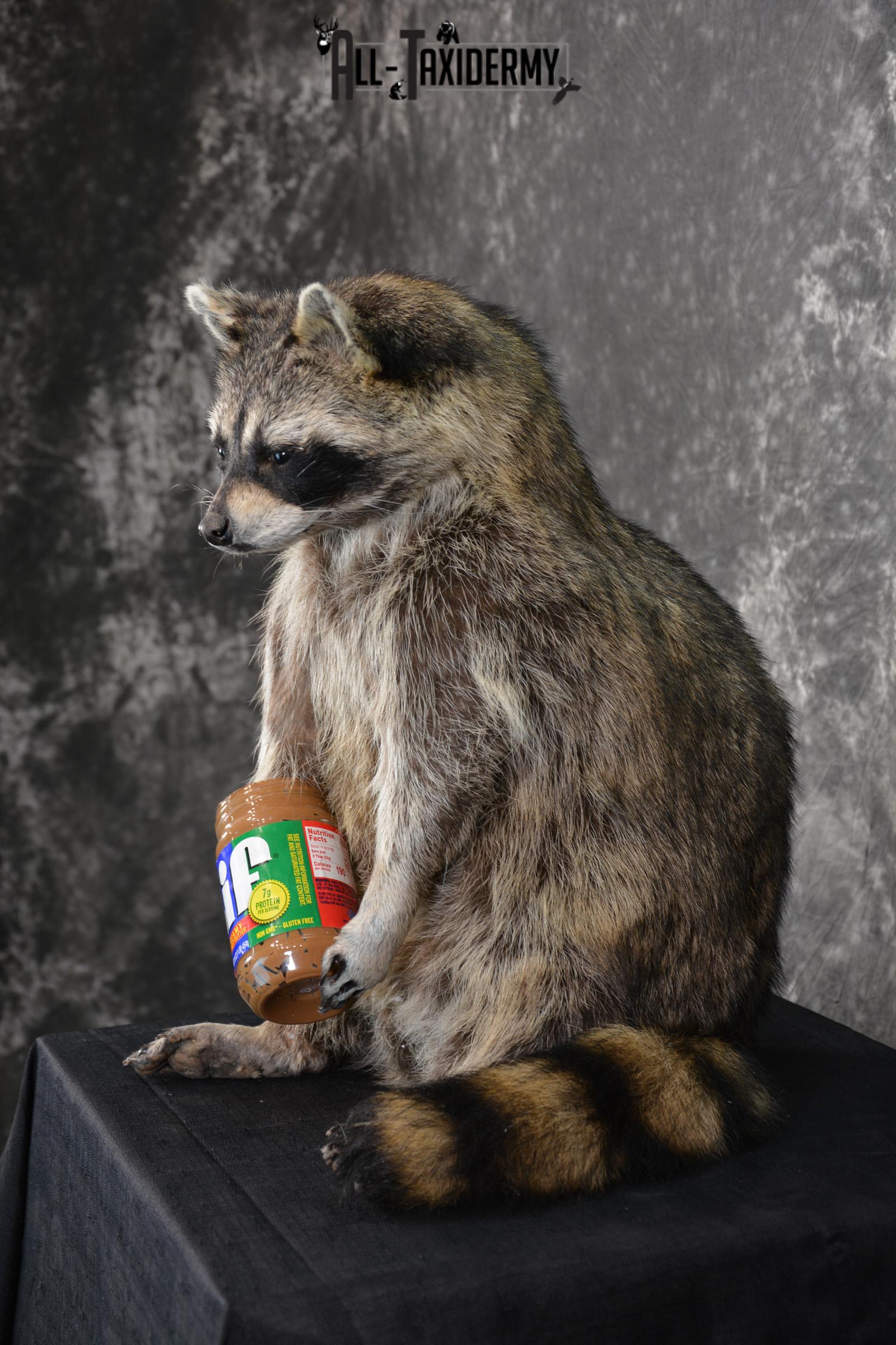 X-Large Raccoon holding peanut butter jar Novelty Taxidermy Mount for sale SKU 1490 - Image 4