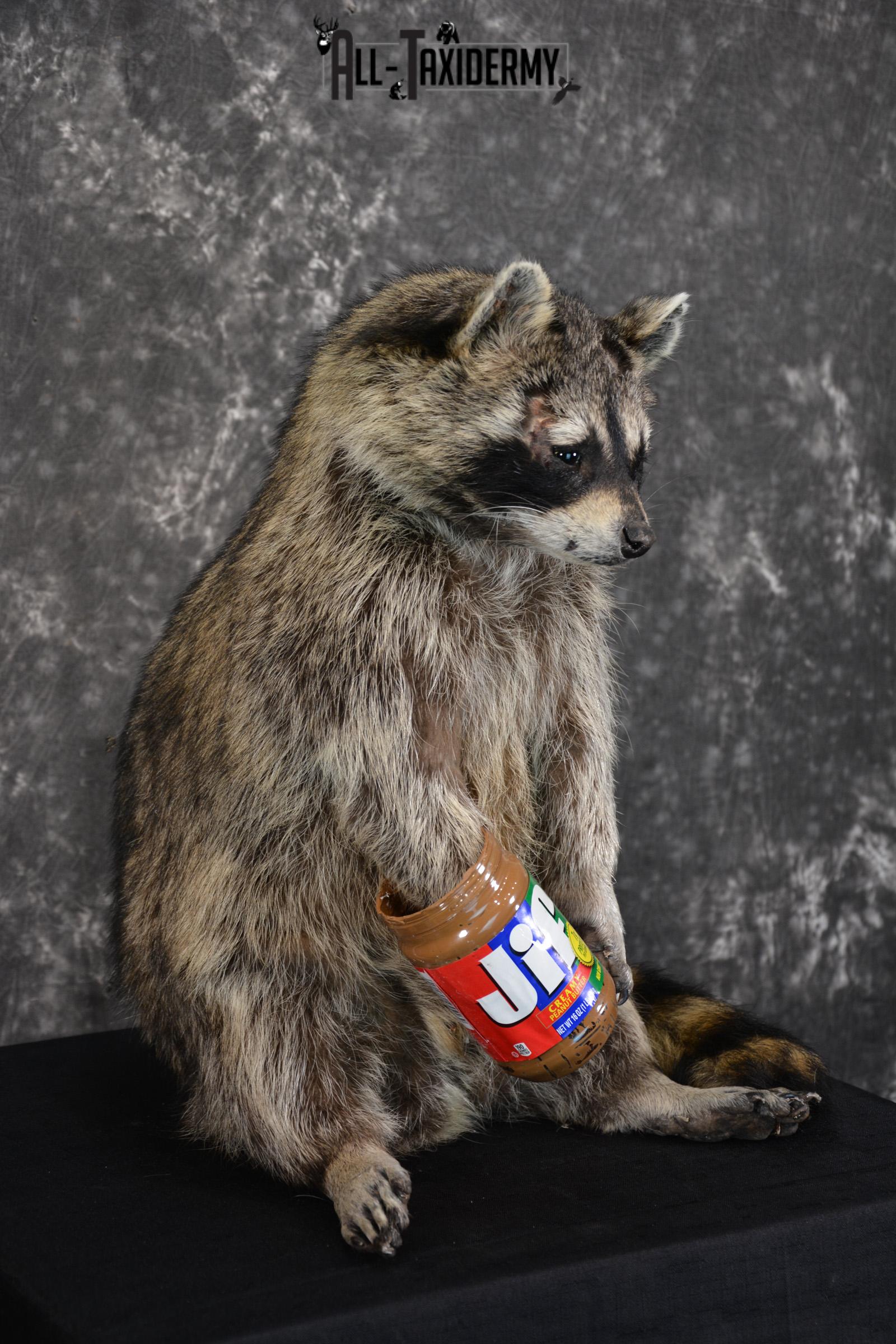 X-Large Raccoon holding peanut butter jar Novelty Taxidermy Mount for sale SKU 1490 - Image 3