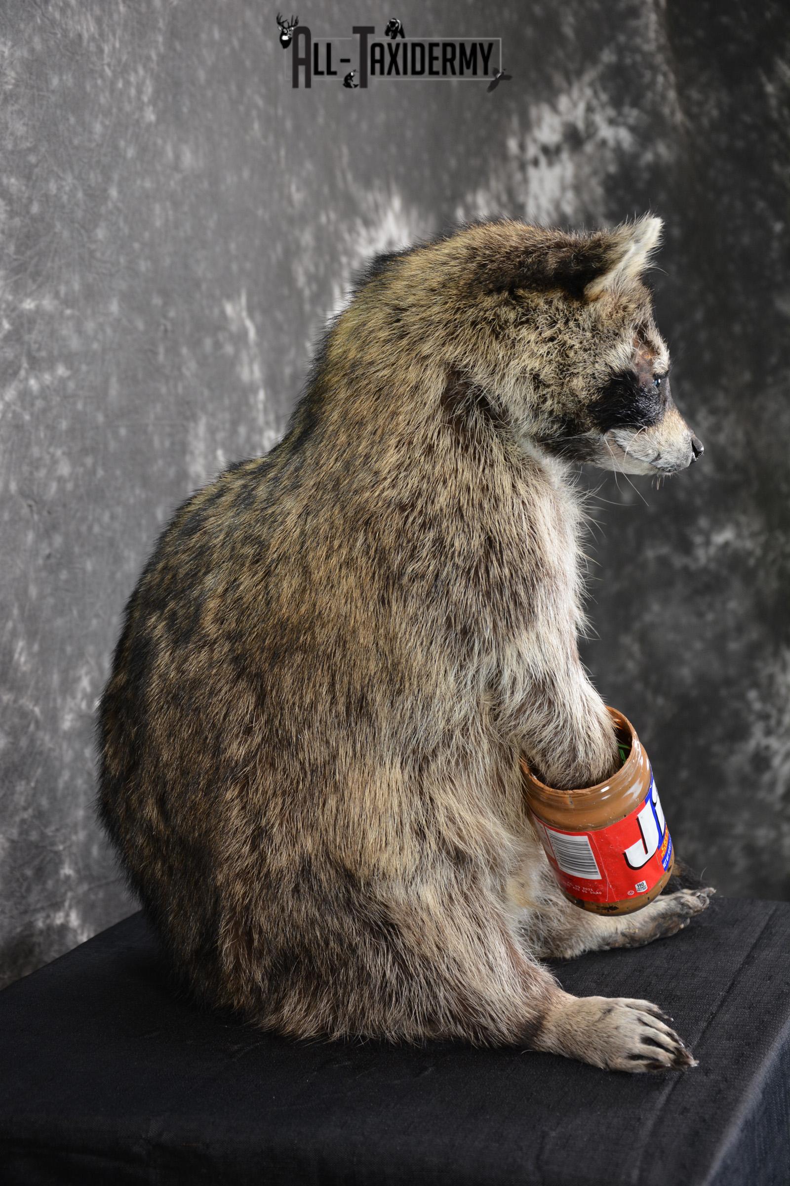 X-Large Raccoon holding peanut butter jar Novelty Taxidermy Mount for sale SKU 1490 - Image 2