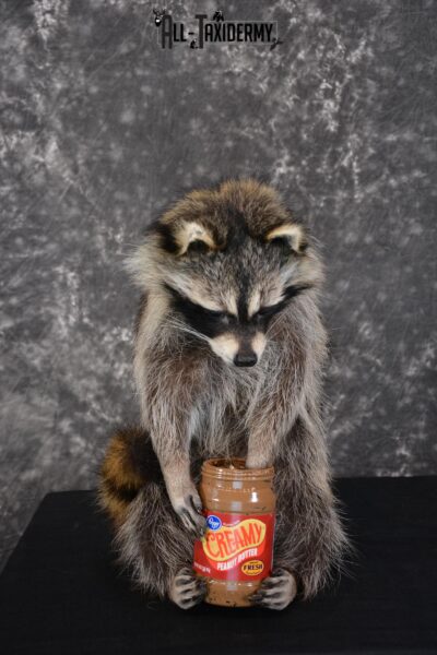 Raccoon holding peanut butter jar Novelty Taxidermy Mount for sale SKU 1489