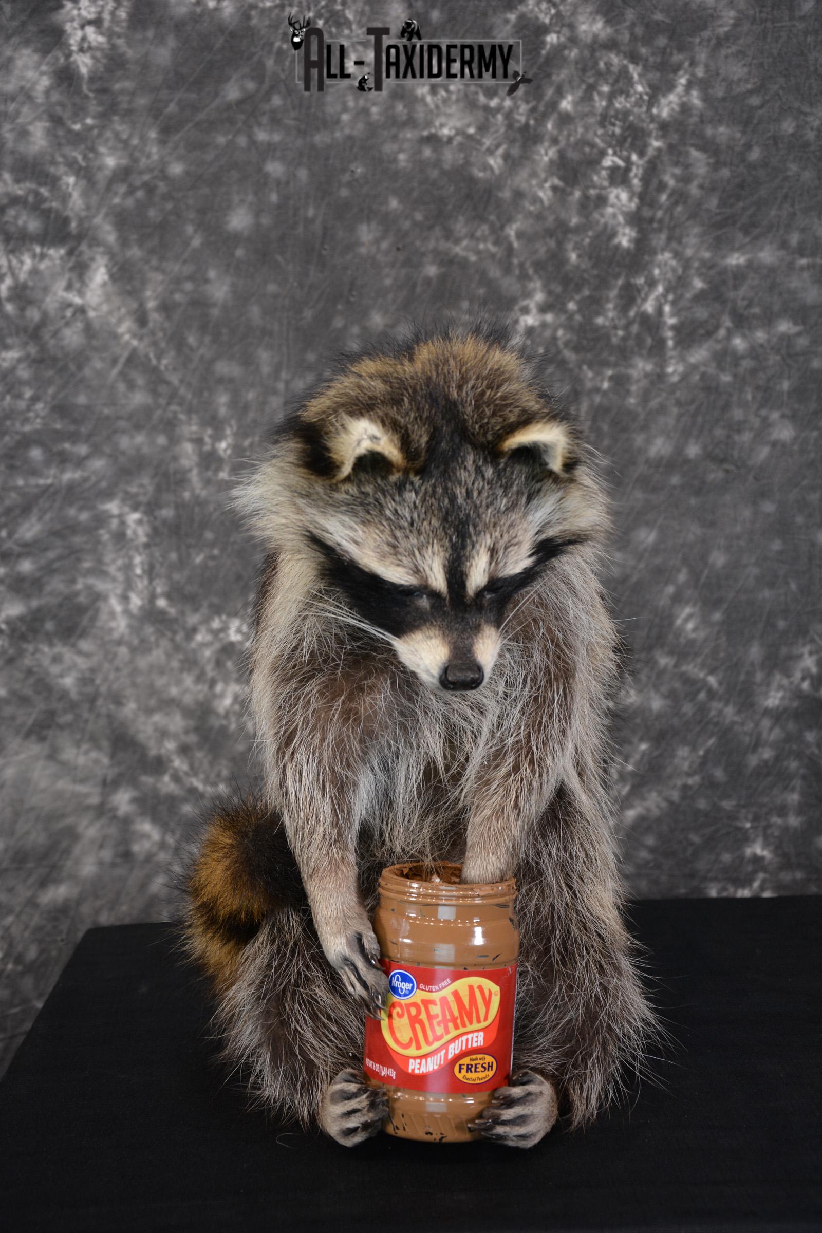 Raccoon holding peanut butter jar Novelty Taxidermy Mount for sale SKU 1489
