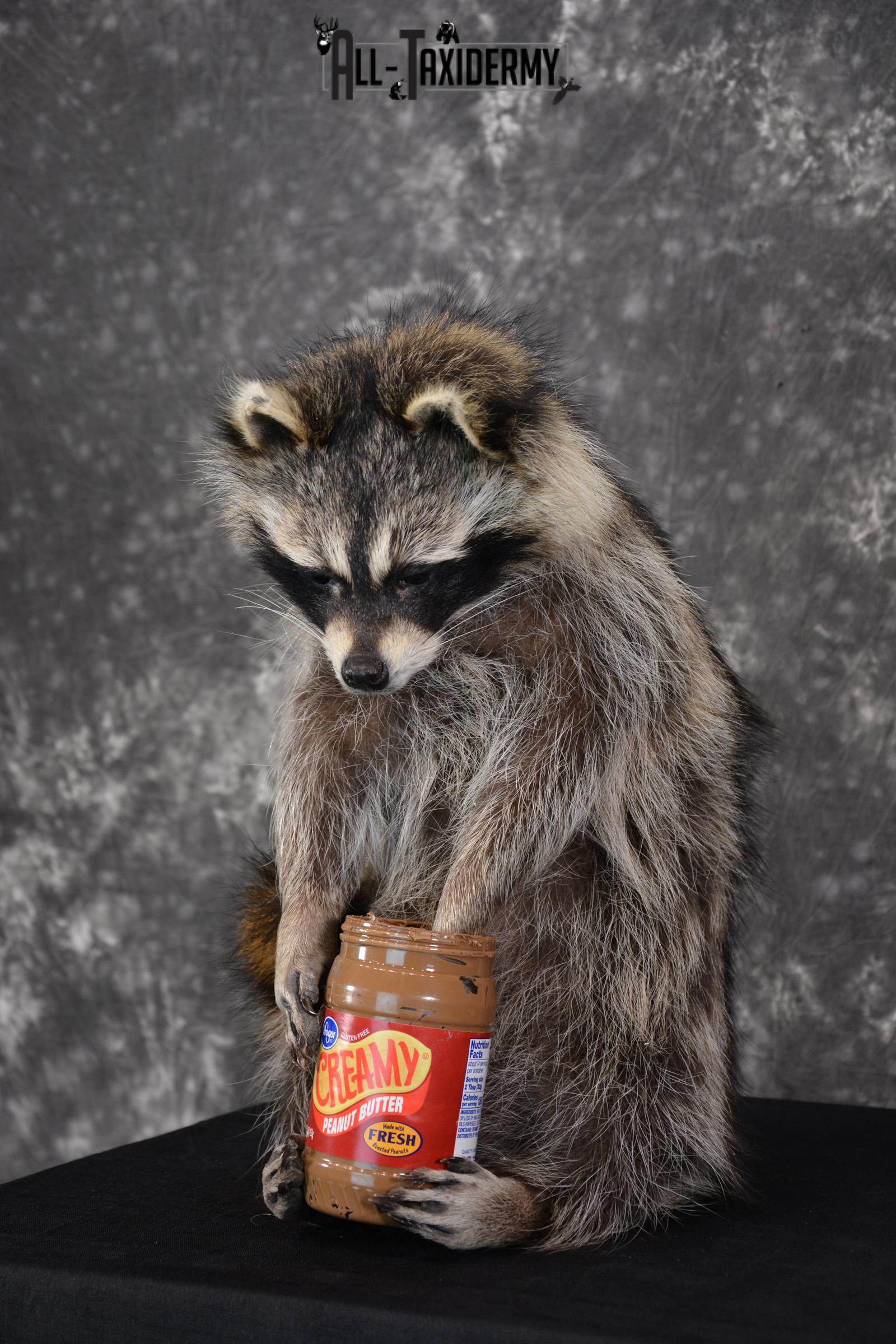 Raccoon holding peanut butter jar Novelty Taxidermy Mount for sale SKU 1489 - Image 5