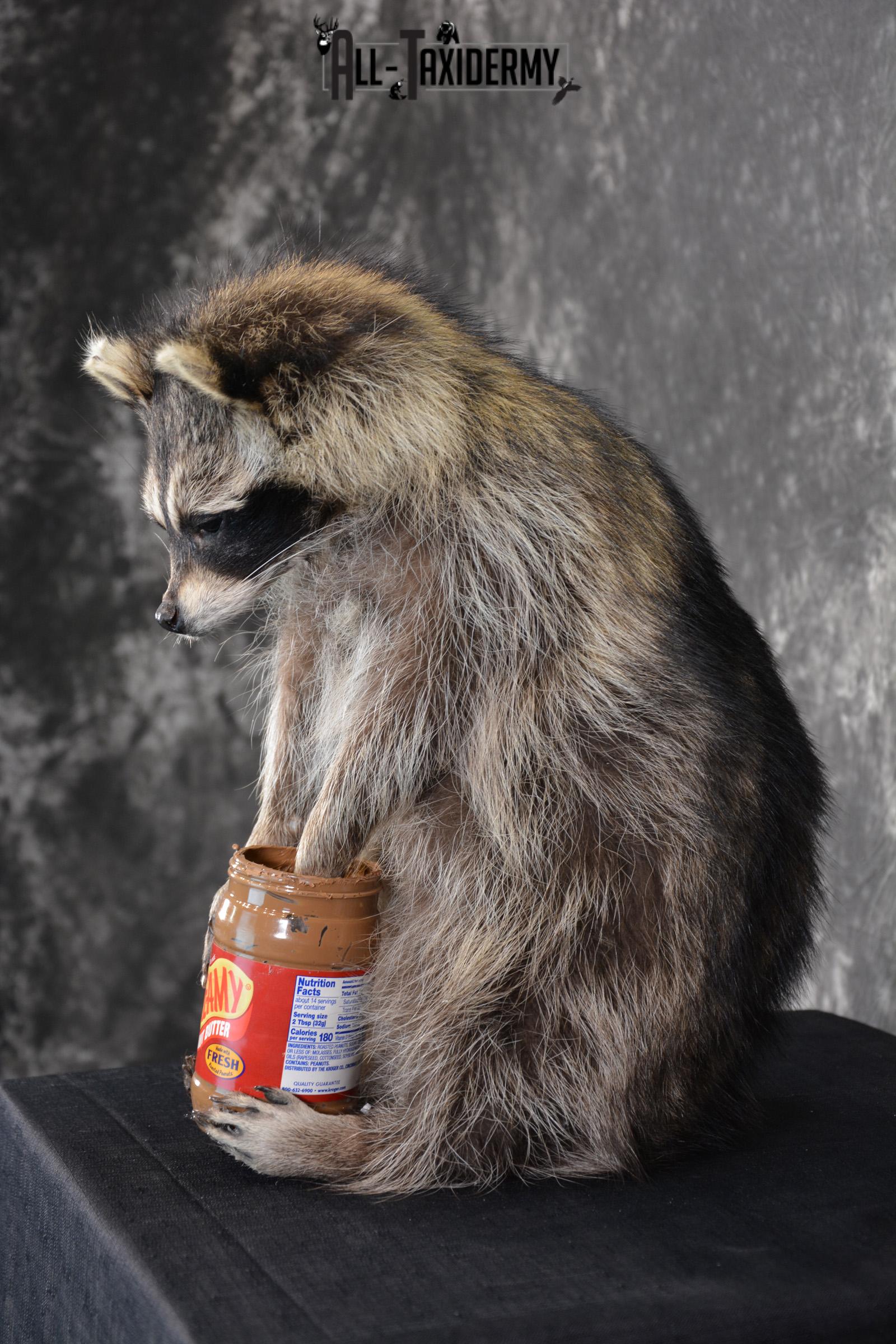 Raccoon holding peanut butter jar Novelty Taxidermy Mount for sale SKU 1489 - Image 4