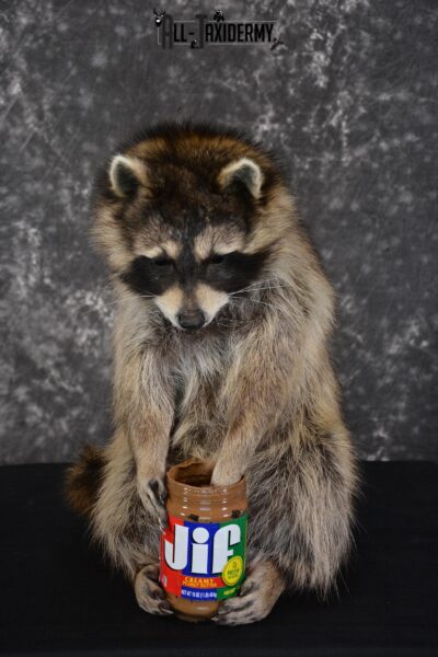 Raccoon holding peanut butter jar Novelty Taxidermy Mount for sale SKU 1488