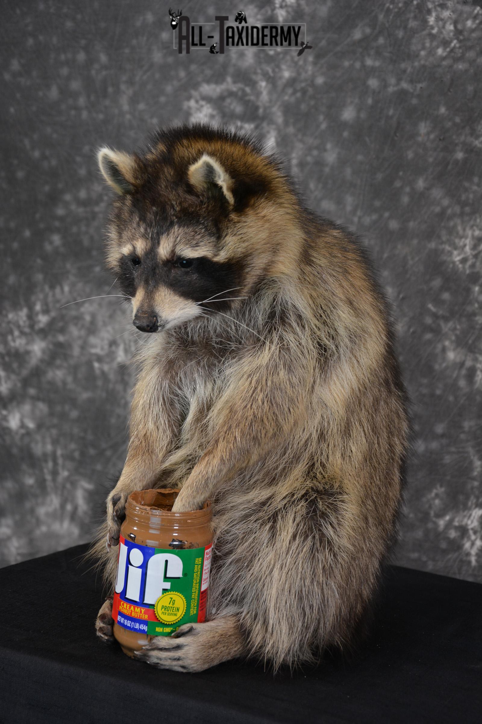 Raccoon holding peanut butter jar Novelty Taxidermy Mount for sale SKU 1488 - Image 5