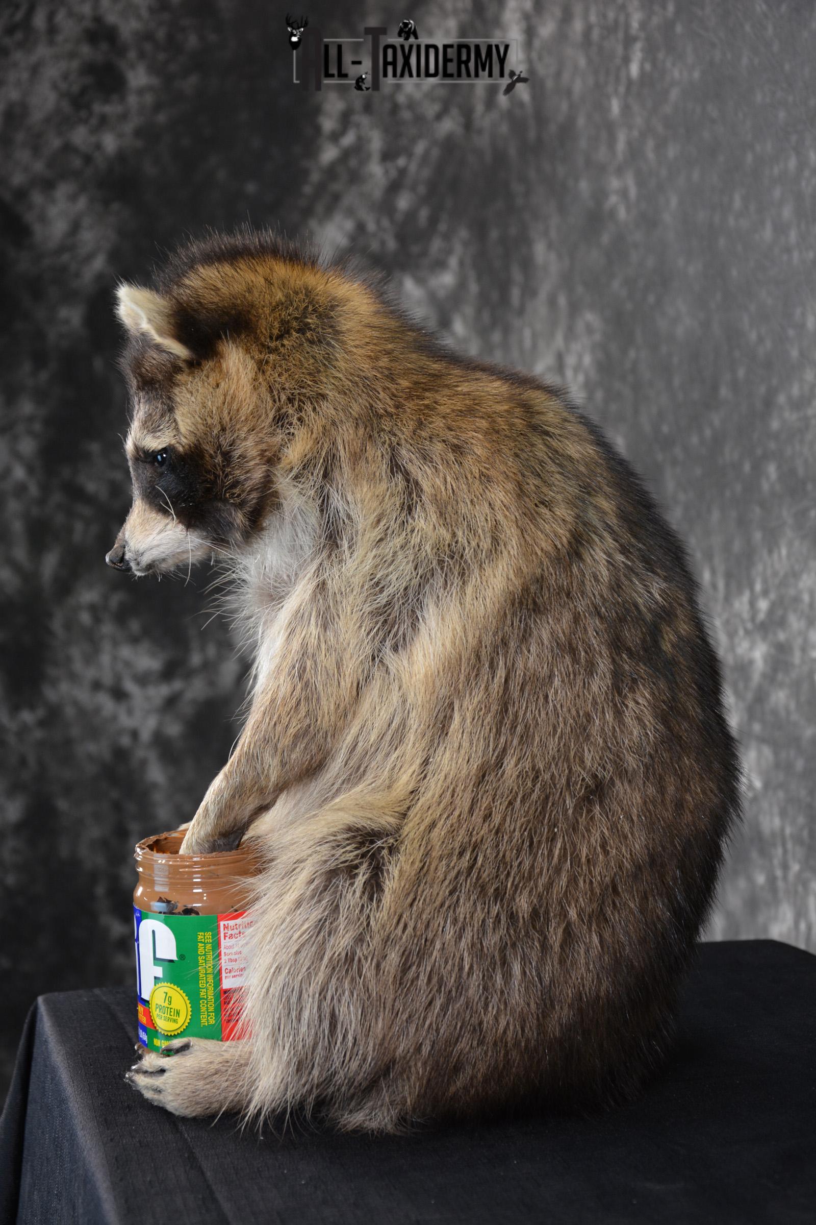Raccoon holding peanut butter jar Novelty Taxidermy Mount for sale SKU 1488 - Image 4