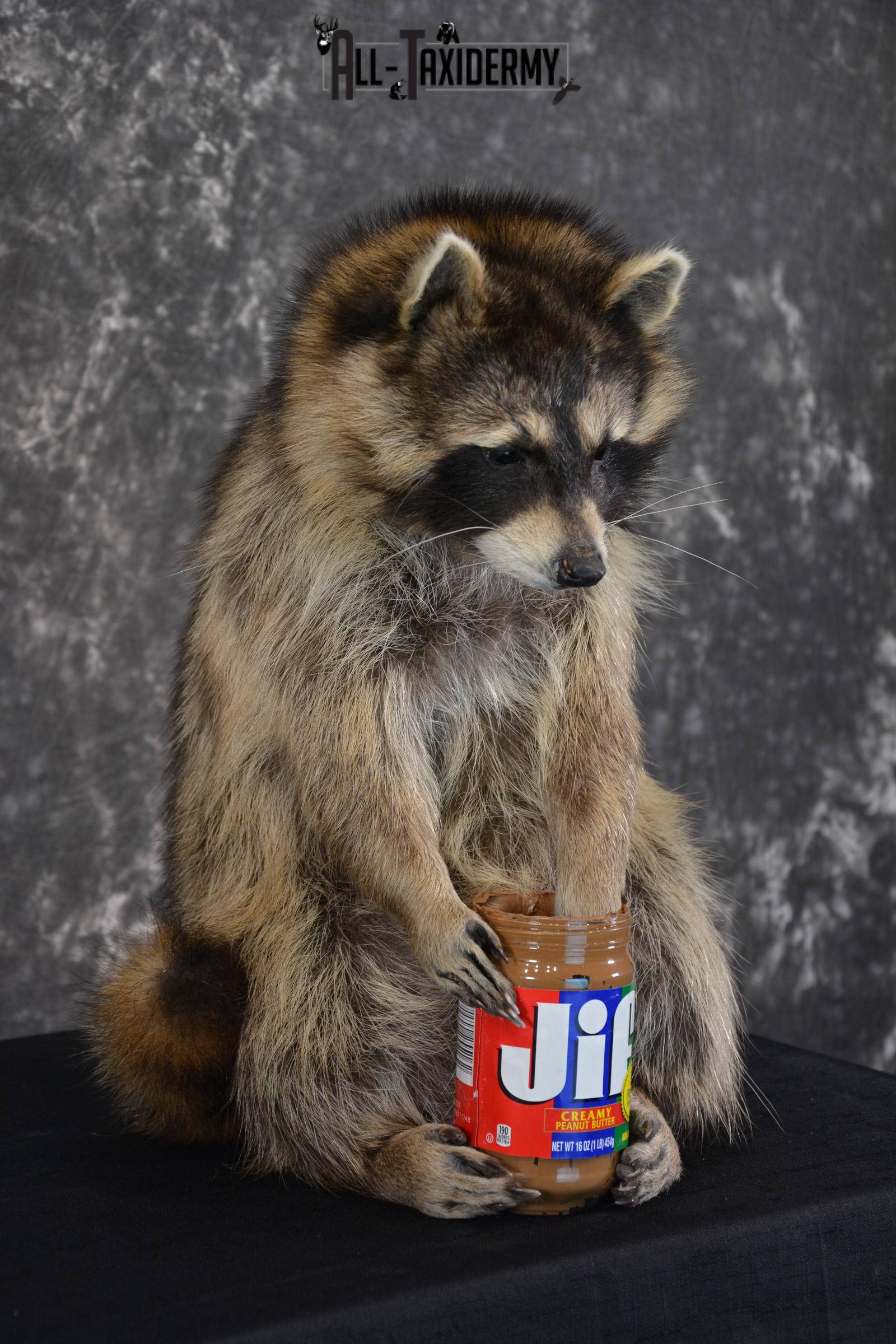 Raccoon holding peanut butter jar Novelty Taxidermy Mount for sale SKU 1488 - Image 3