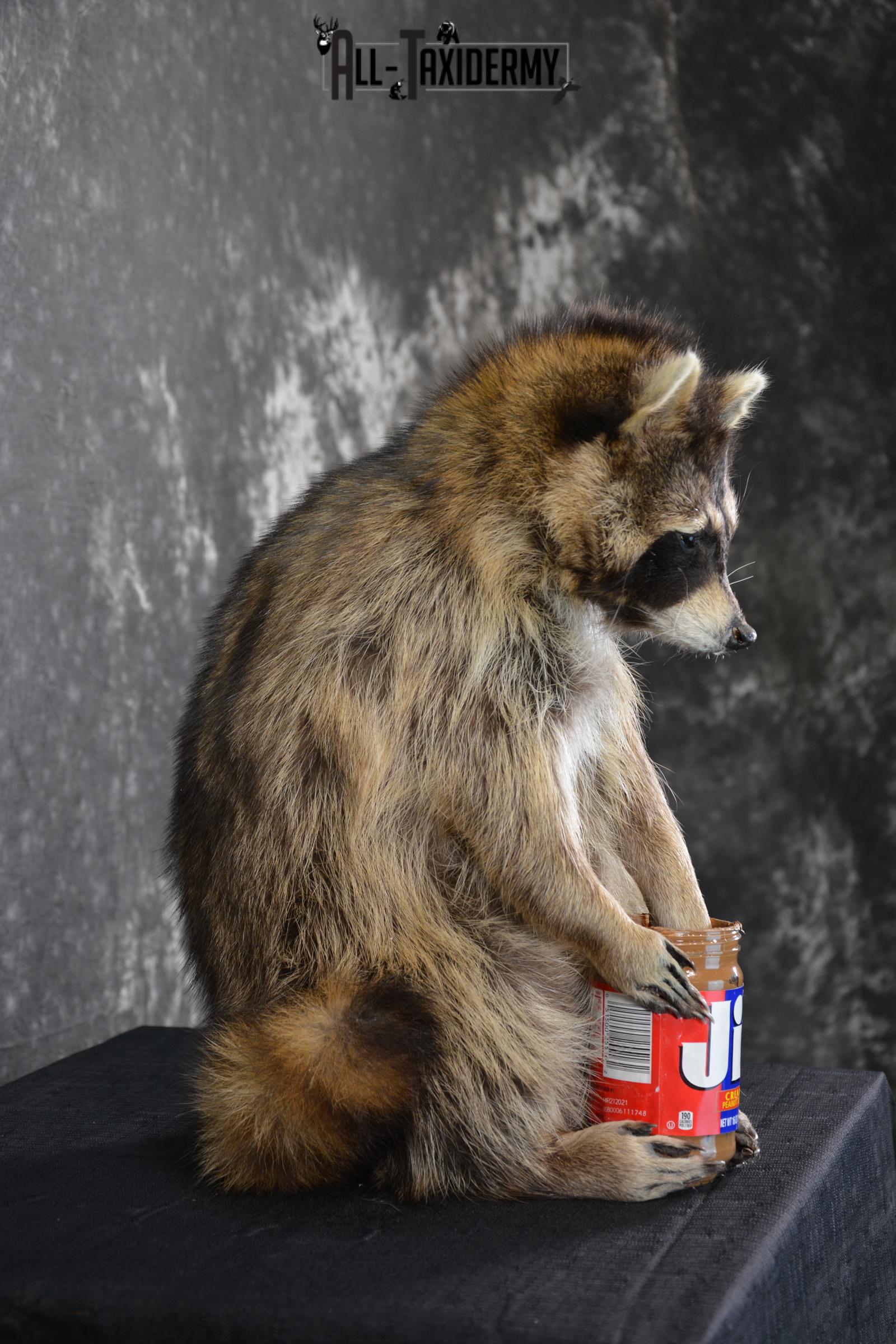 Raccoon holding peanut butter jar Novelty Taxidermy Mount for sale SKU 1488 - Image 2