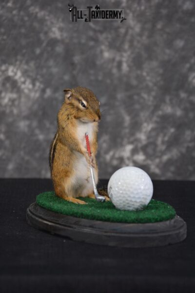 Chipmunk Golfing Taxidermy Mount for sale SKU 1487