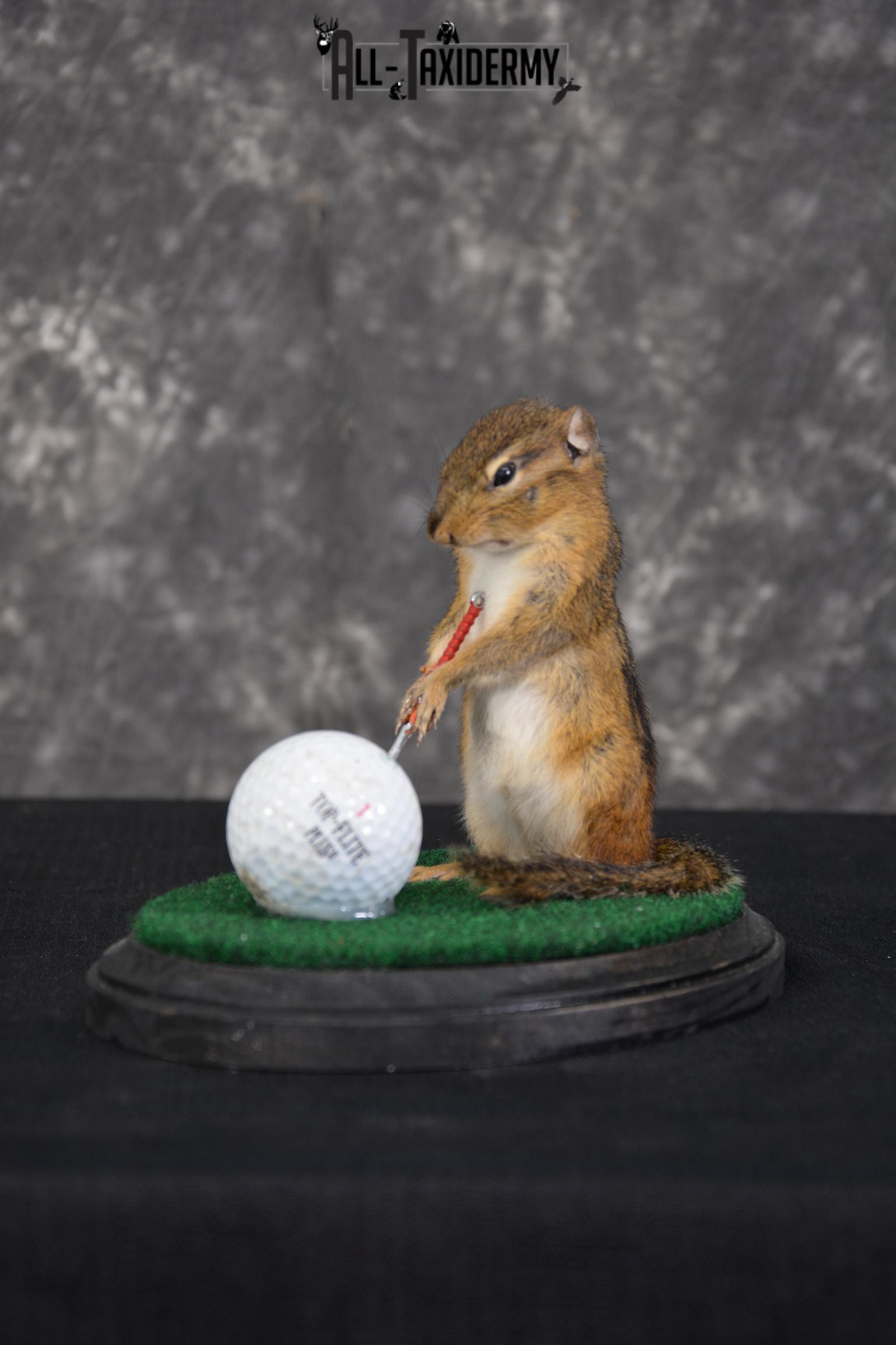 Chipmunk Golfing Taxidermy Mount for sale SKU 1487 - Image 4