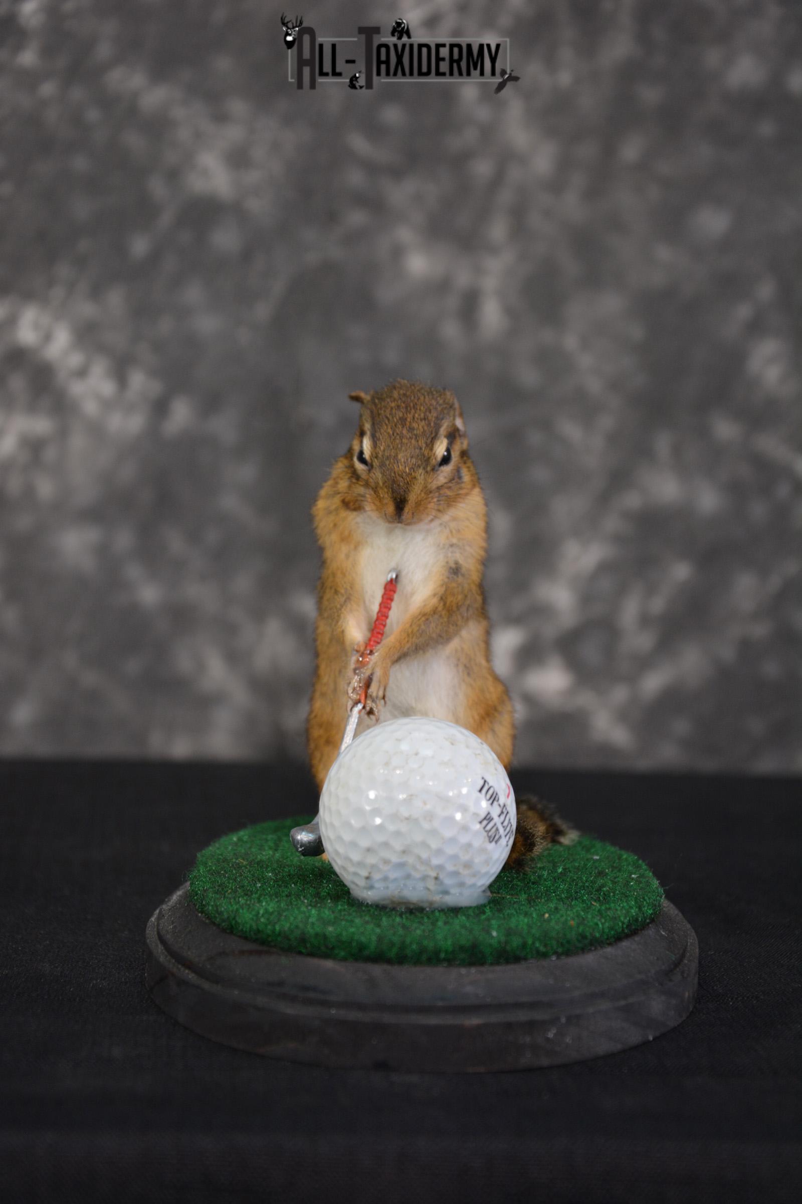 Chipmunk Golfing Taxidermy Mount for sale SKU 1487 - Image 3