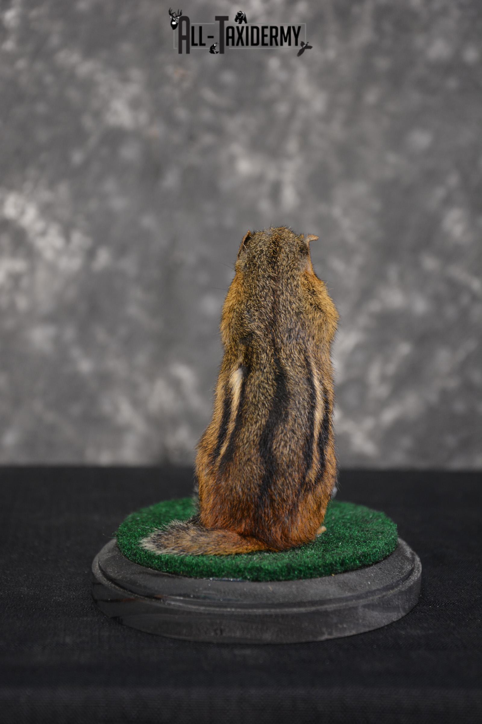 Chipmunk Golfing Taxidermy Mount for sale SKU 1487 - Image 2