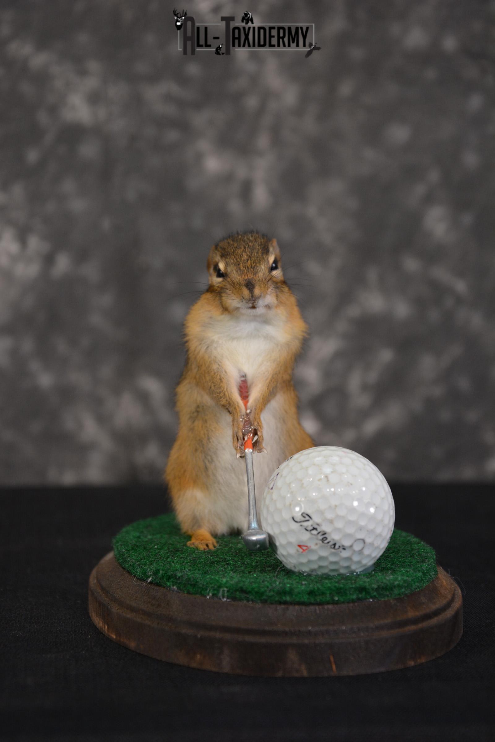 Chipmunk Golfing Taxidermy Mount for sale SKU 1486 - Image 4