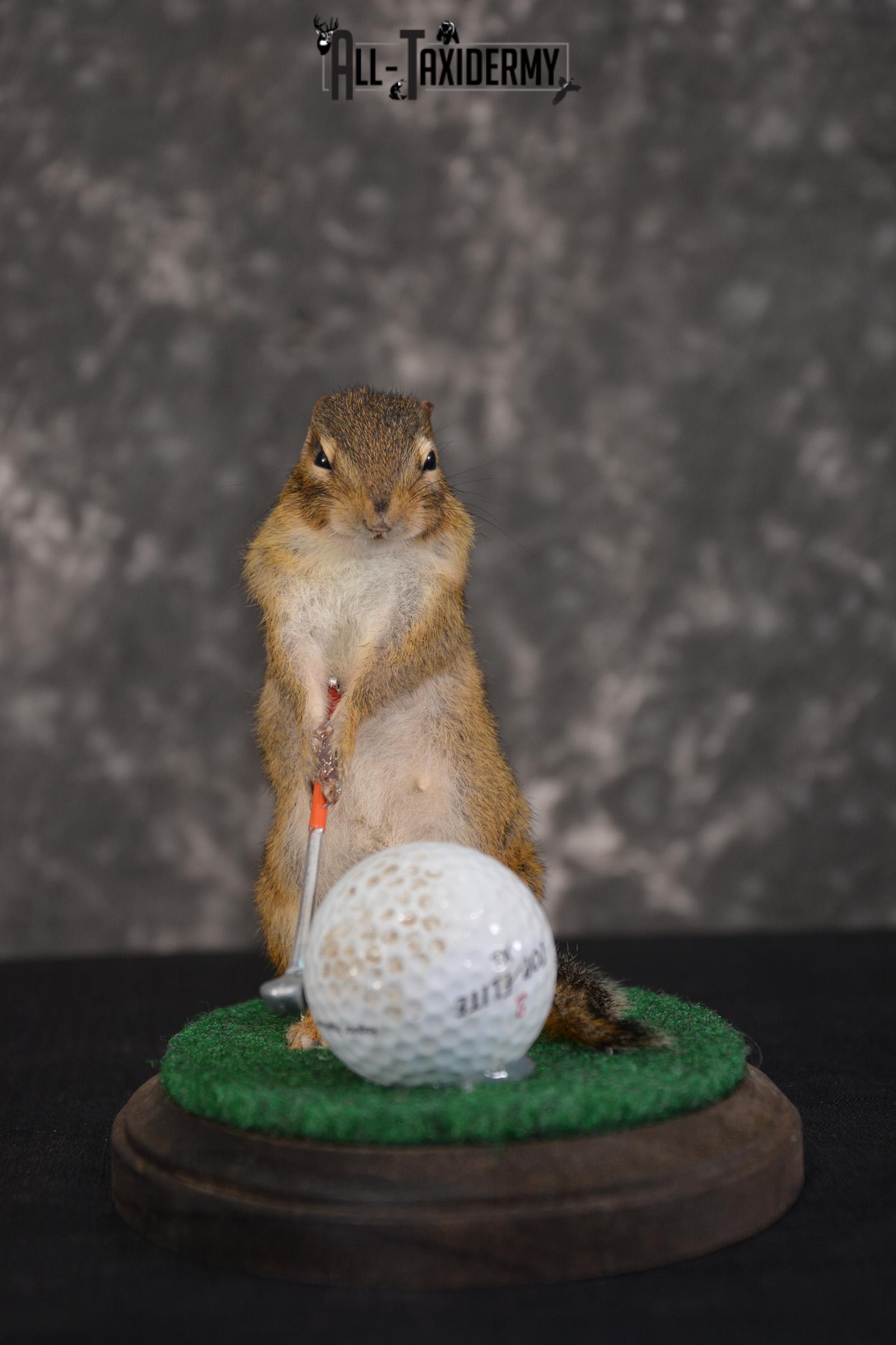Chipmunk Golfing Taxidermy Mount for sale SKU 1485 - Image 4