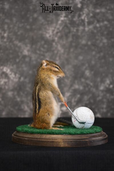 Chipmunk Golfing Taxidermy Mount for sale SKU 1485