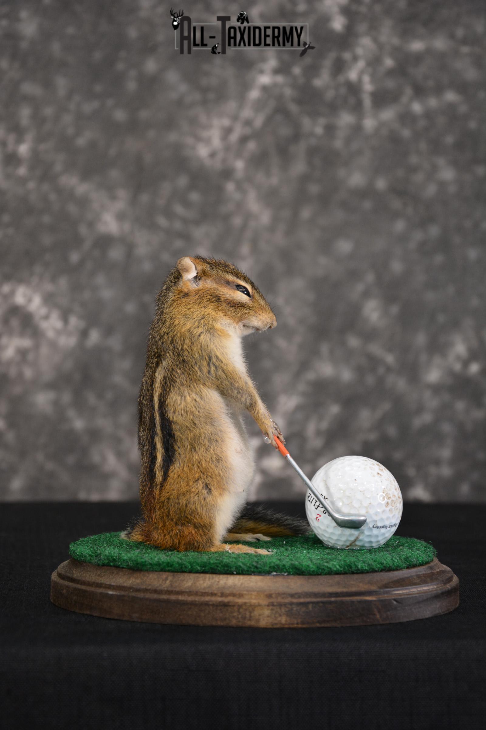 Chipmunk Golfing Taxidermy Mount for sale SKU 1485