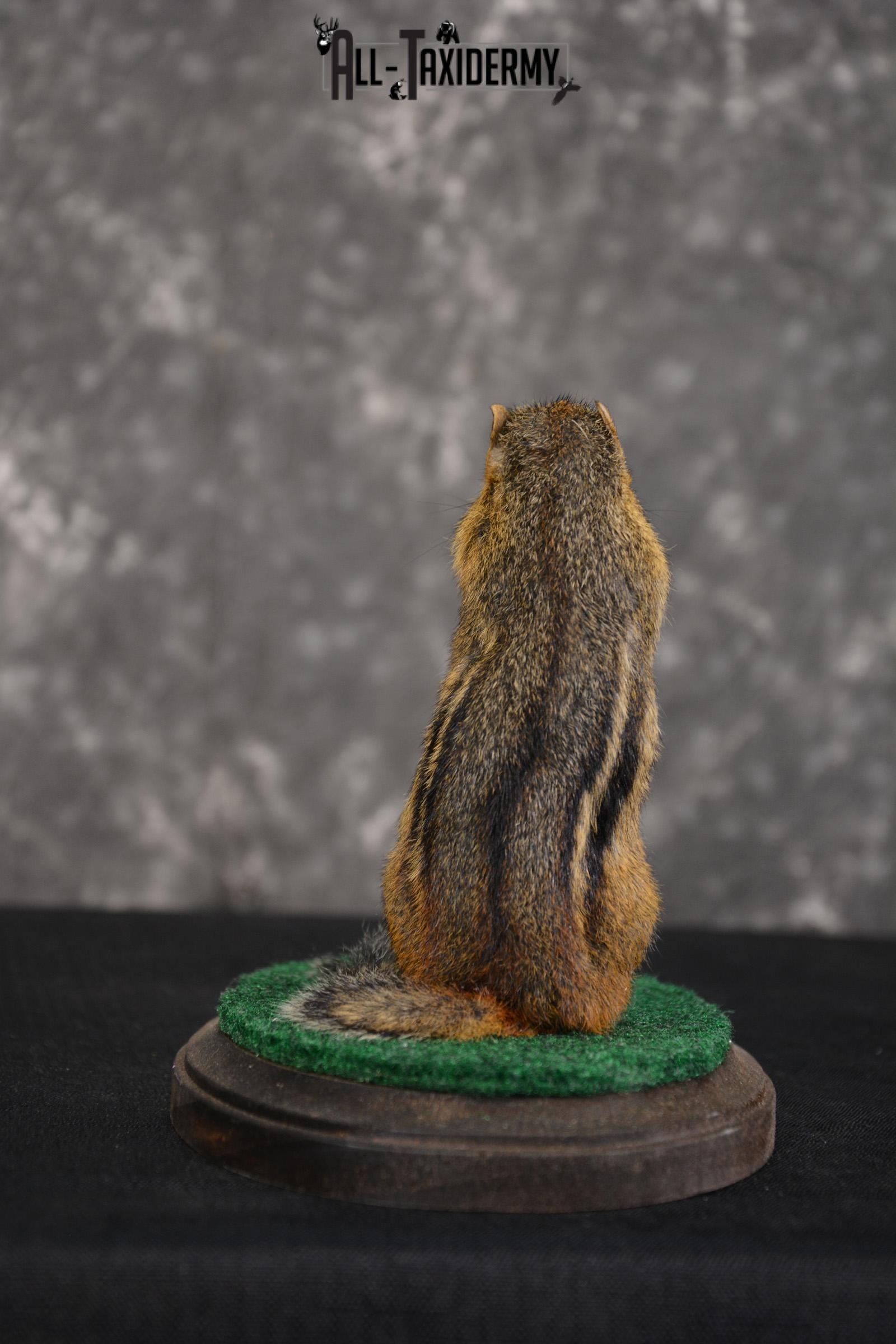 Chipmunk Golfing Taxidermy Mount for sale SKU 1485 - Image 2