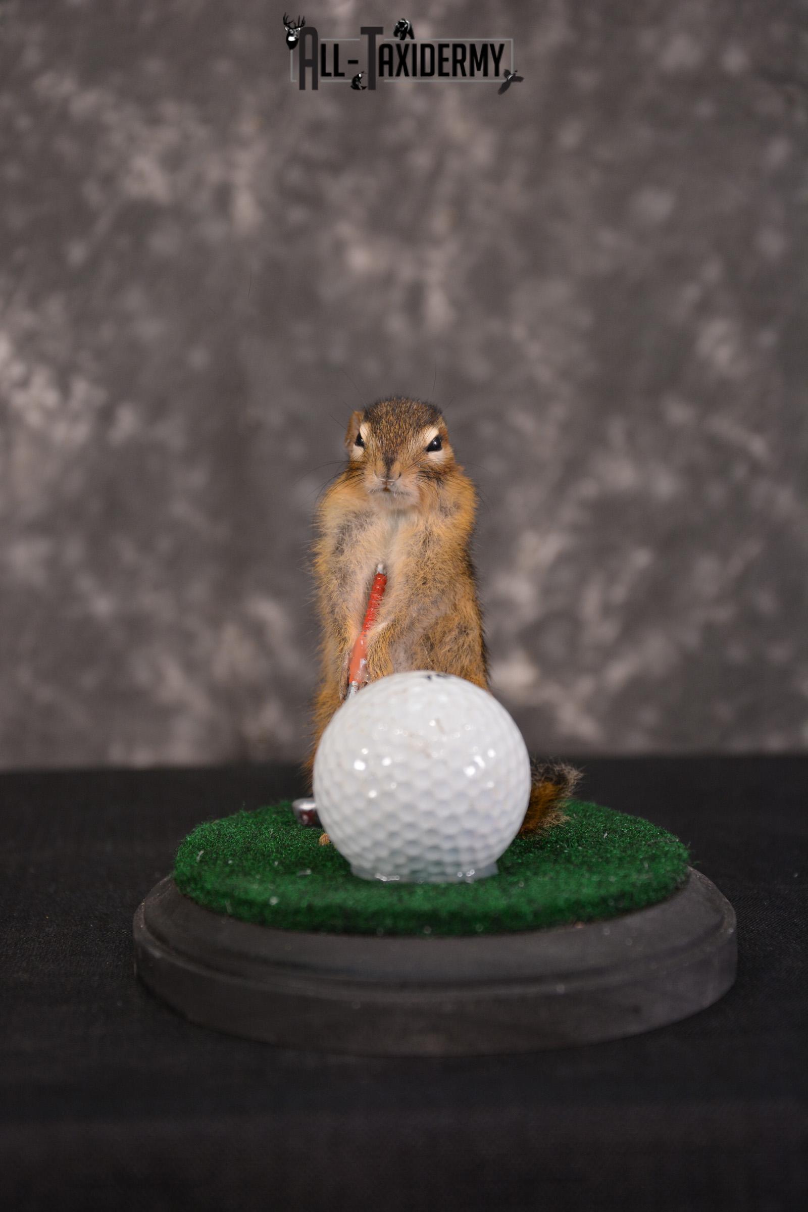 Chipmunk Golfing Taxidermy Mount for sale SKU 1484 - Image 4