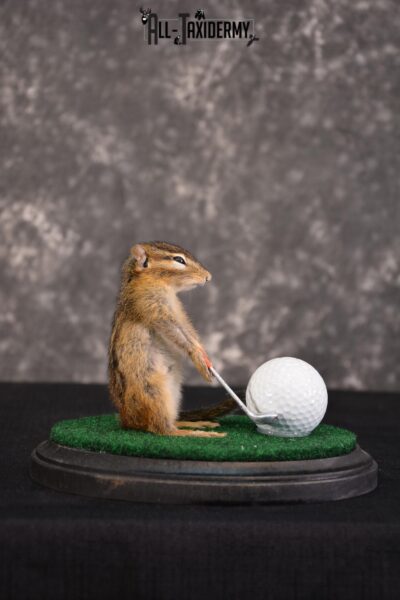 Chipmunk Golfing Taxidermy Mount for sale SKU 1484