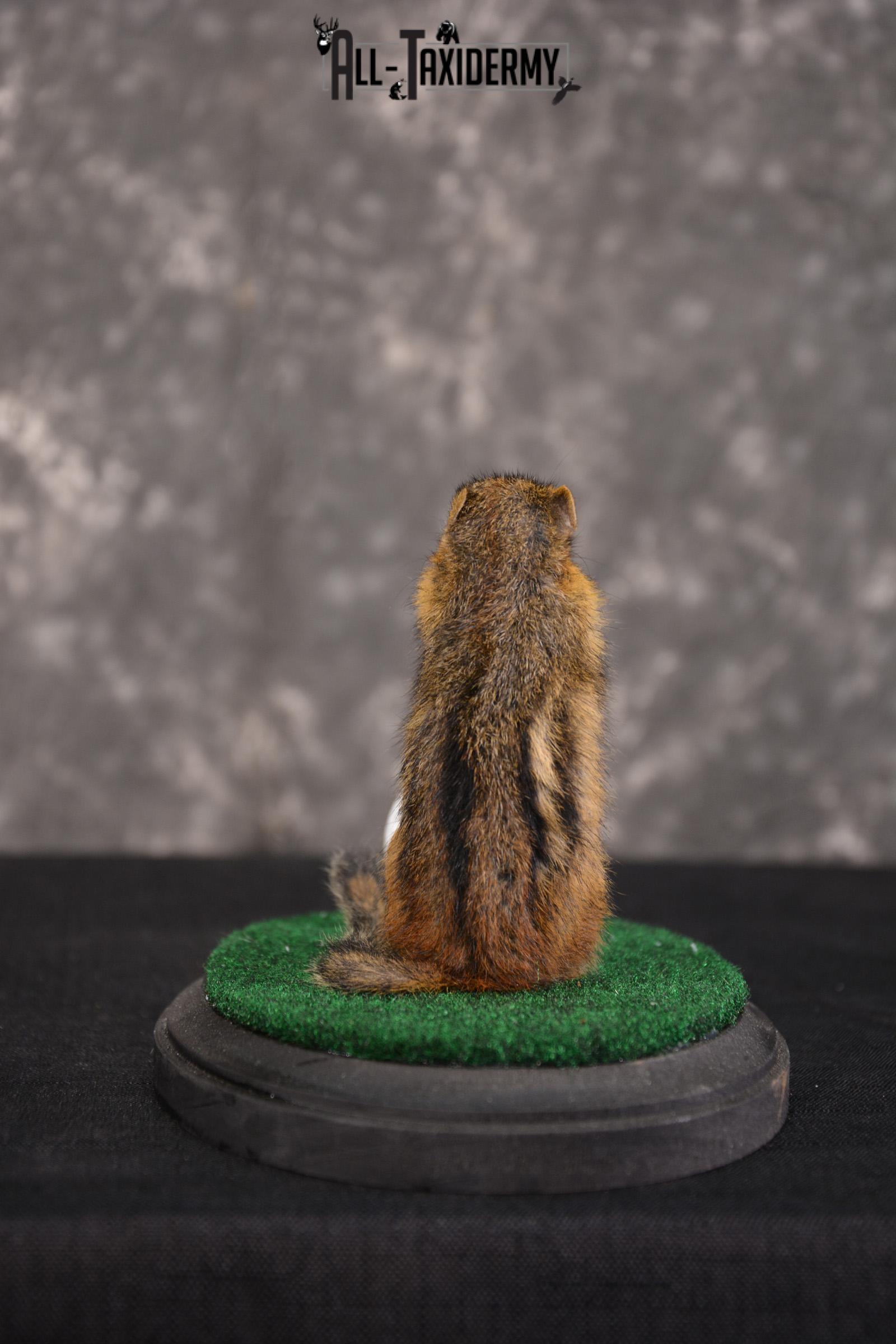 Chipmunk Golfing Taxidermy Mount for sale SKU 1484 - Image 2