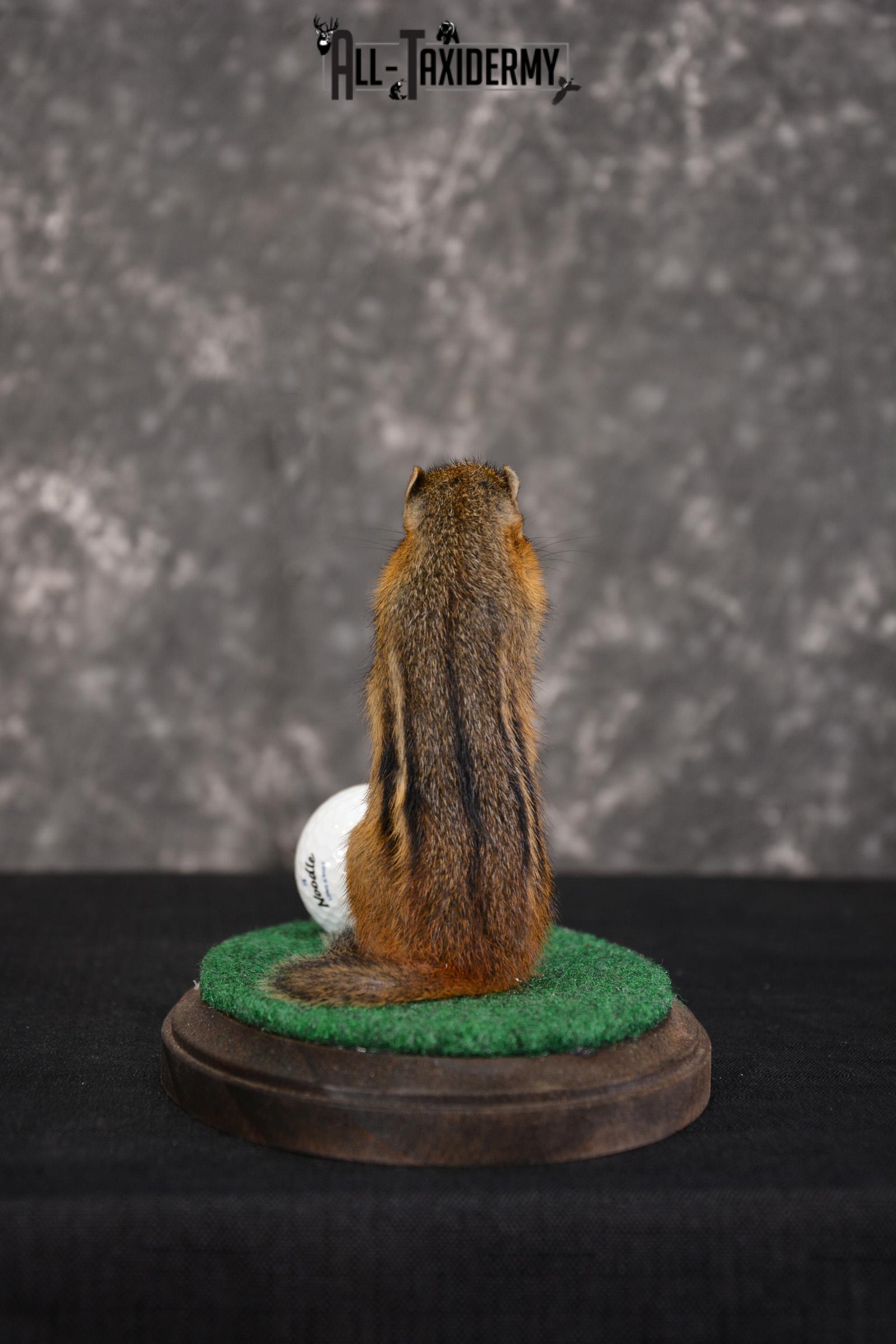 Chipmunk Golfing Taxidermy mount for sale SKU 1483 - Image 3