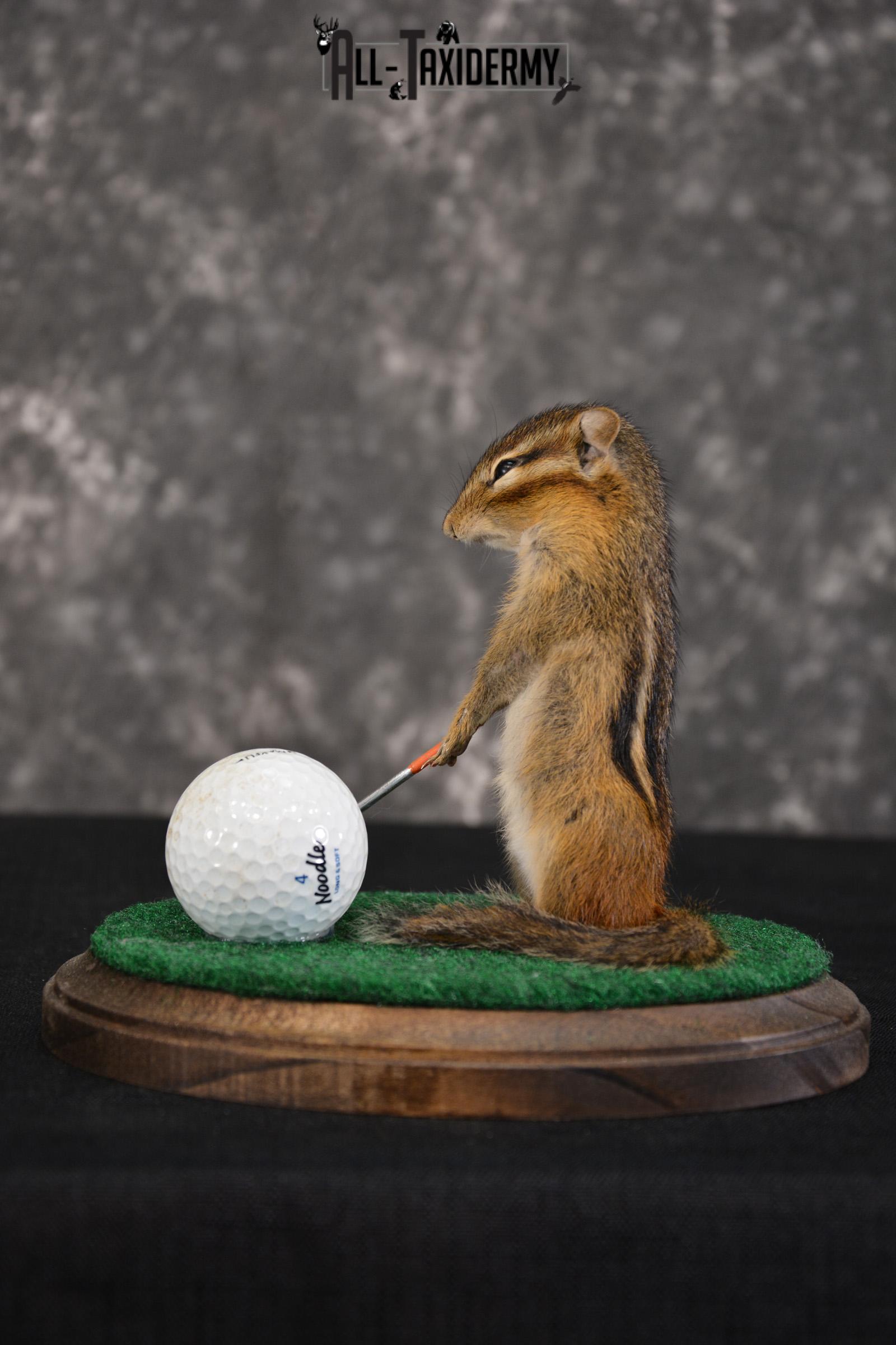 Chipmunk Golfing Taxidermy mount for sale SKU 1483 - Image 2