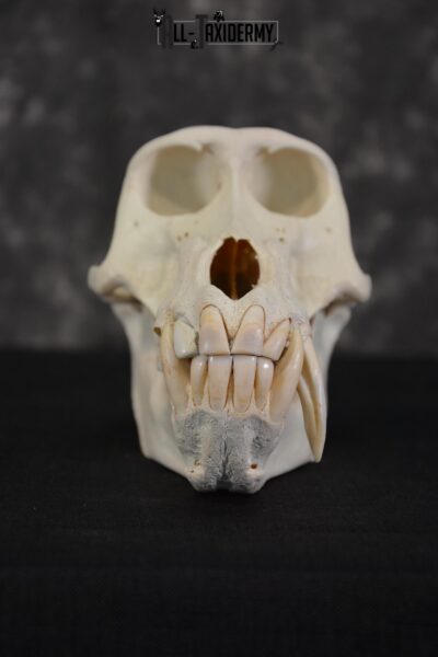 African Baboon Skull Taxidermy for sale SKU 1482