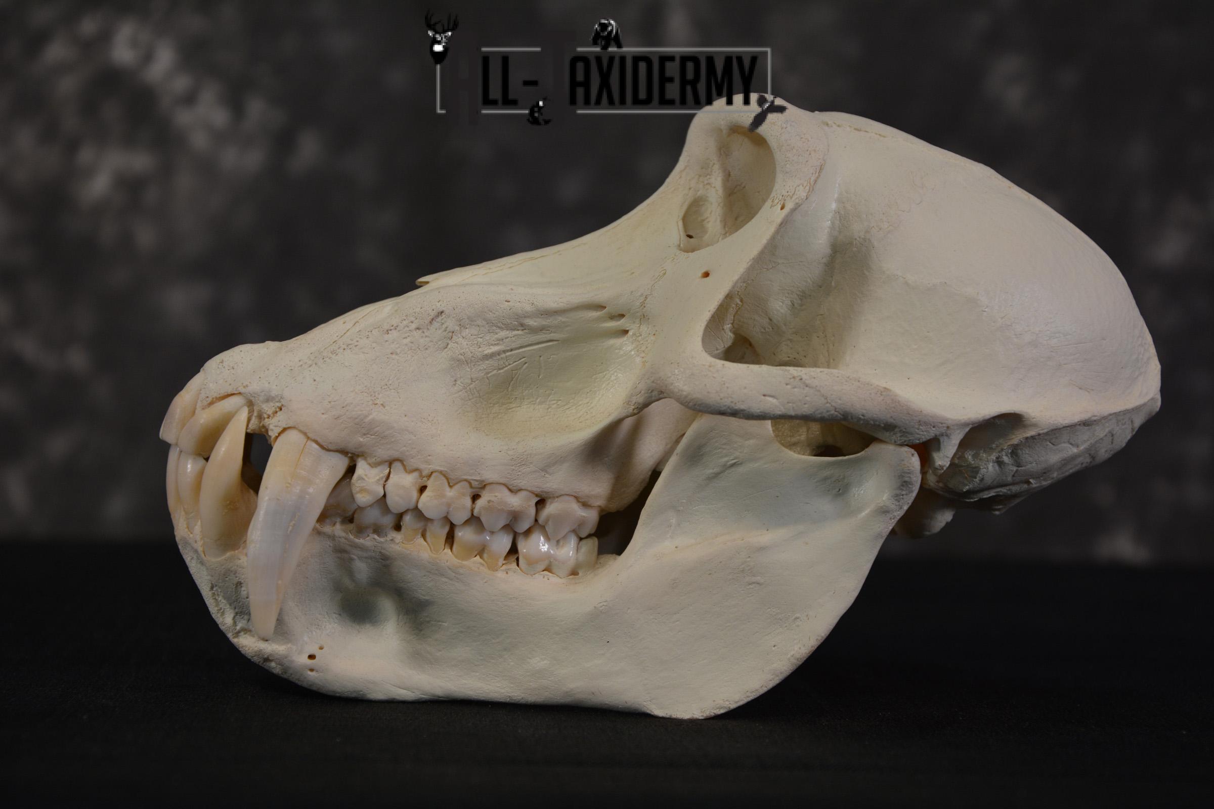 African Baboon Skull Taxidermy for sale SKU 1482 - Image 4