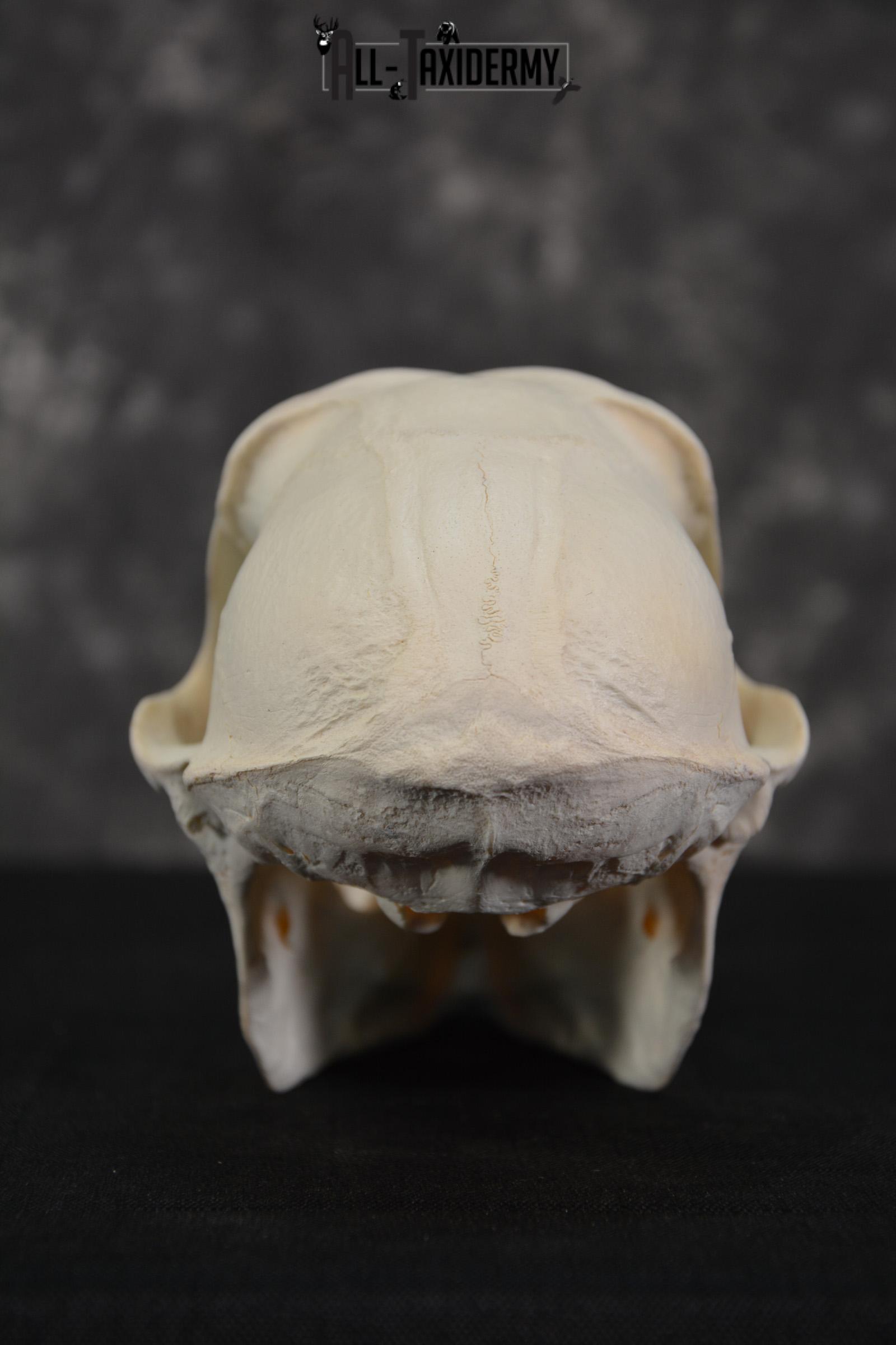 African Baboon Skull Taxidermy for sale SKU 1482 - Image 3