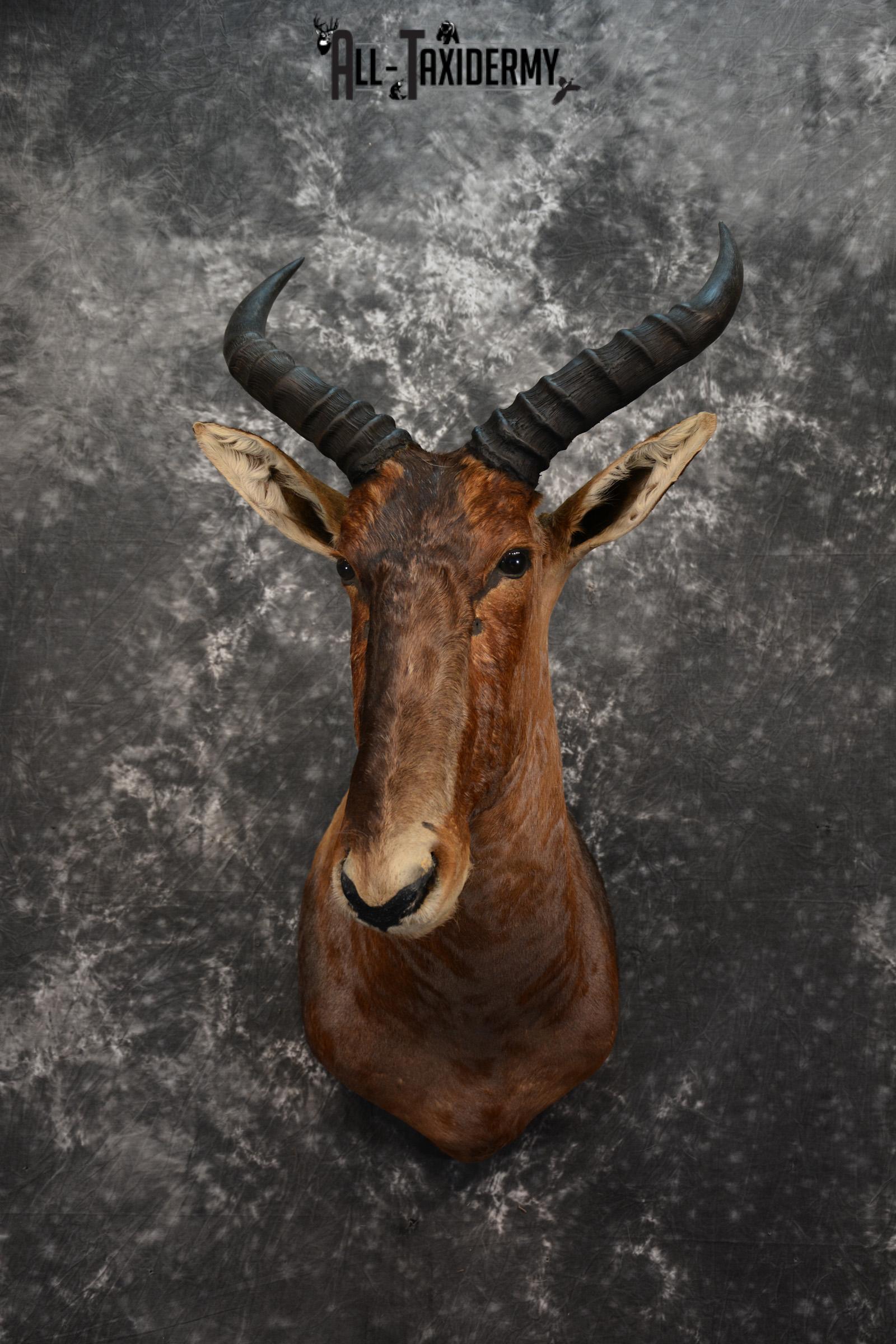 African Tsessebe Taxidermy Mount for sale SKU 1506
