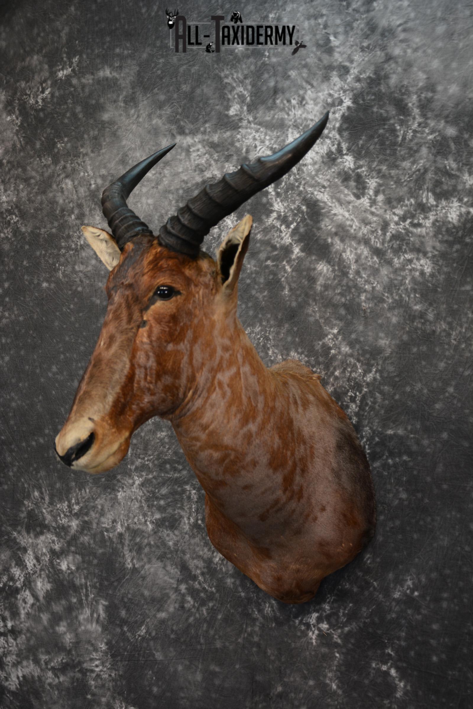 African Tsessebe Taxidermy Mount for sale SKU 1506 - Image 2
