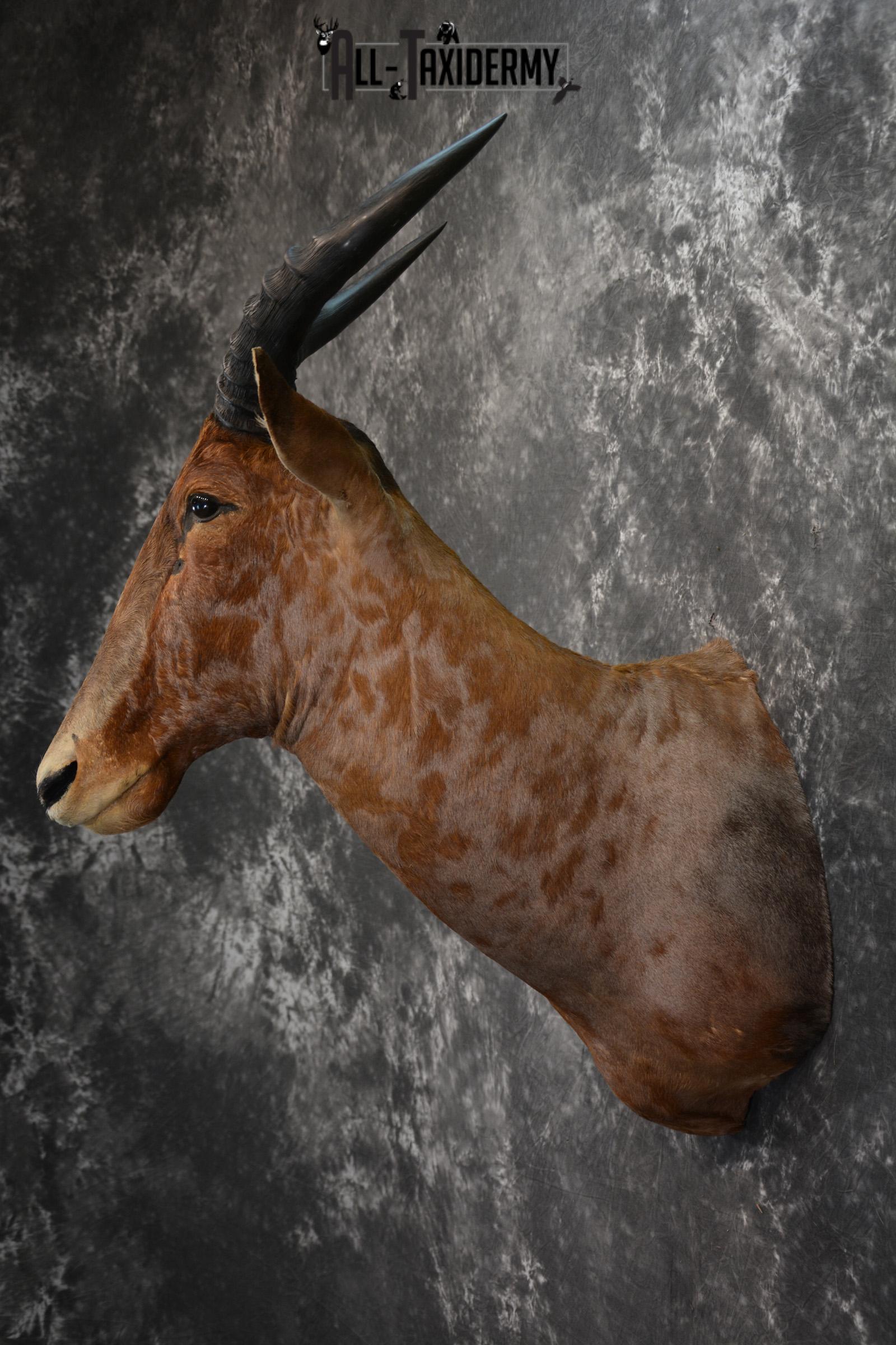 African Tsessebe Taxidermy Mount for sale SKU 1506 - Image 3