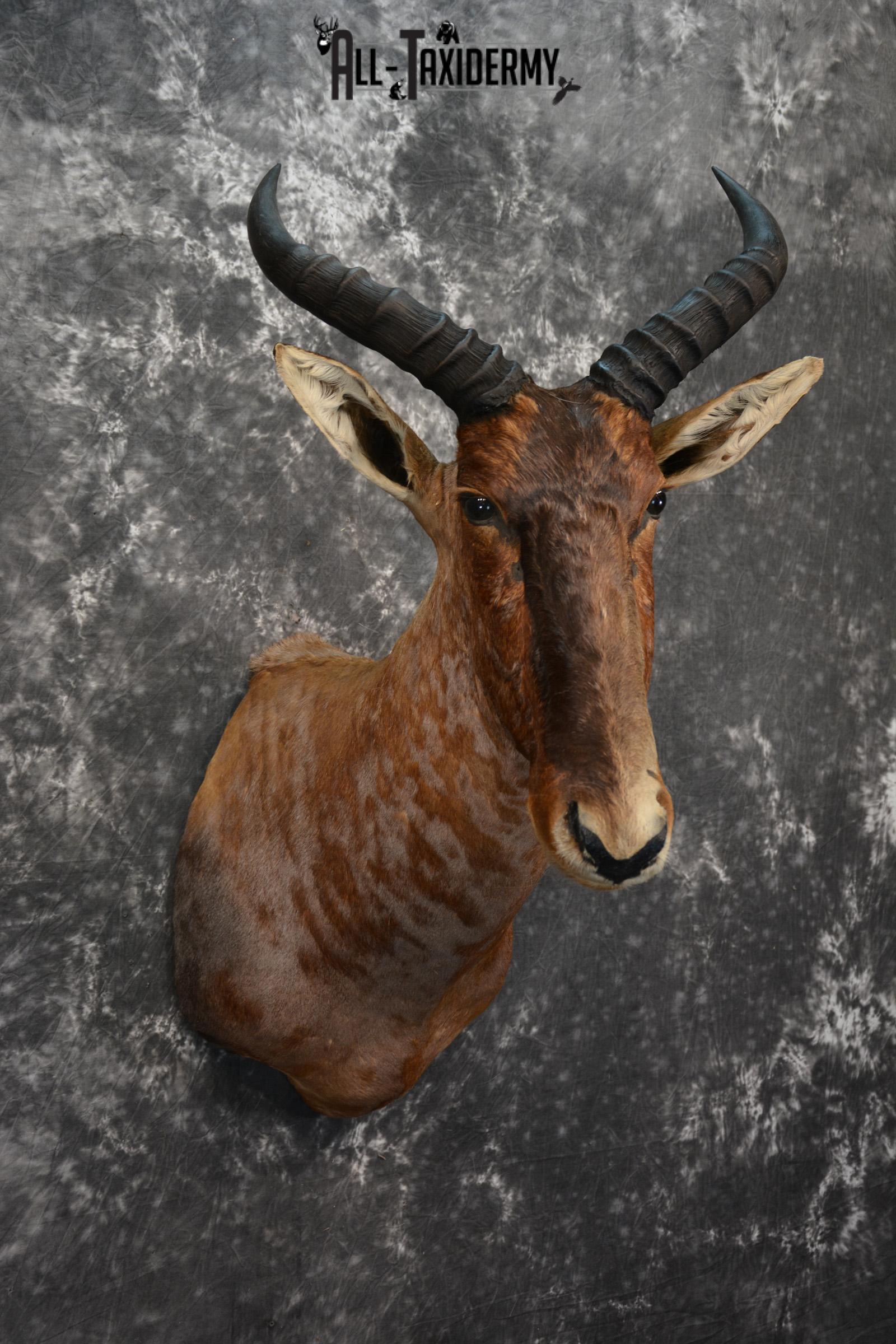 African Tsessebe Taxidermy Mount for sale SKU 1506 - Image 4