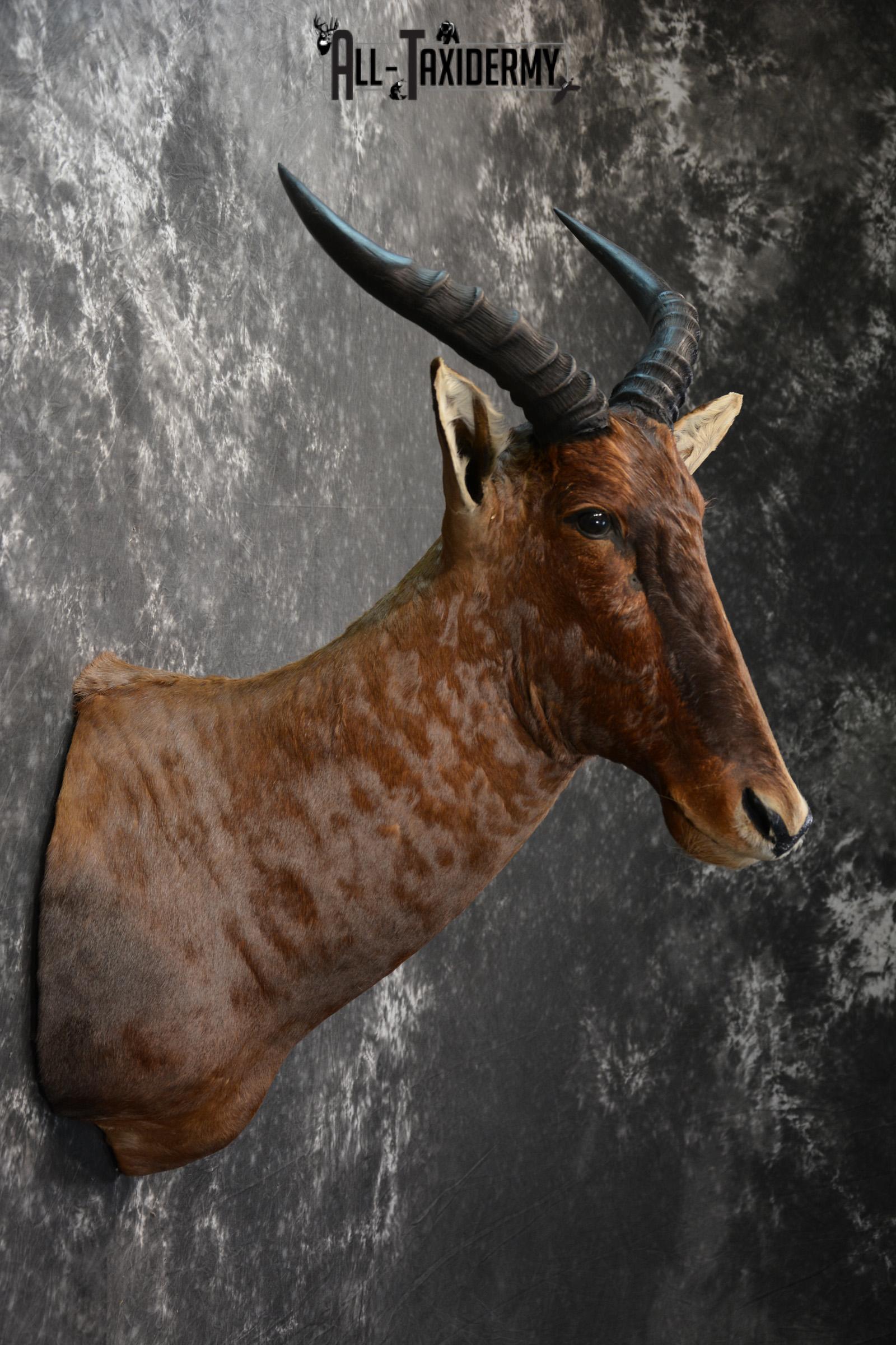 African Tsessebe Taxidermy Mount for sale SKU 1506 - Image 5