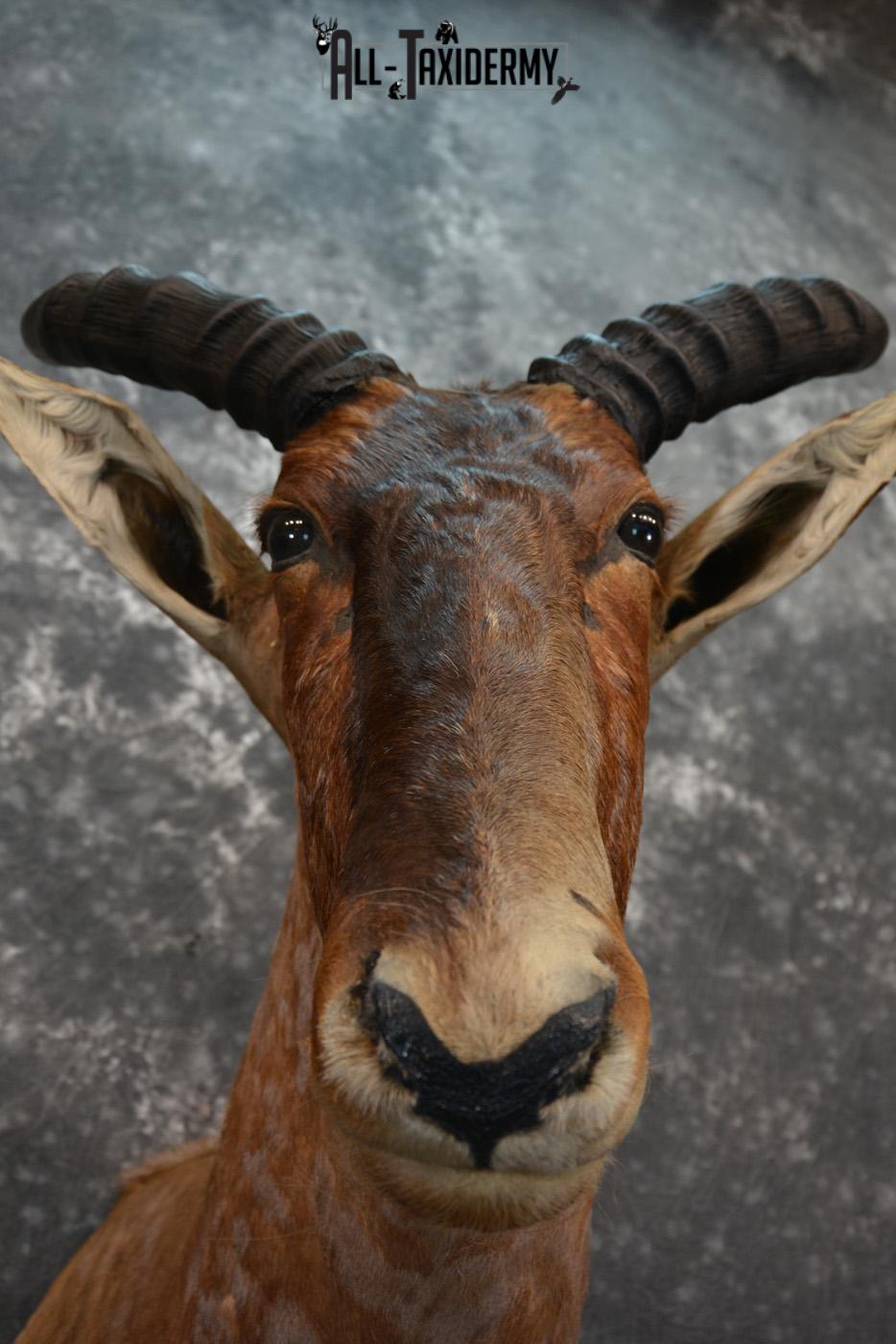 African Tsessebe Taxidermy Mount for sale SKU 1506 - Image 6